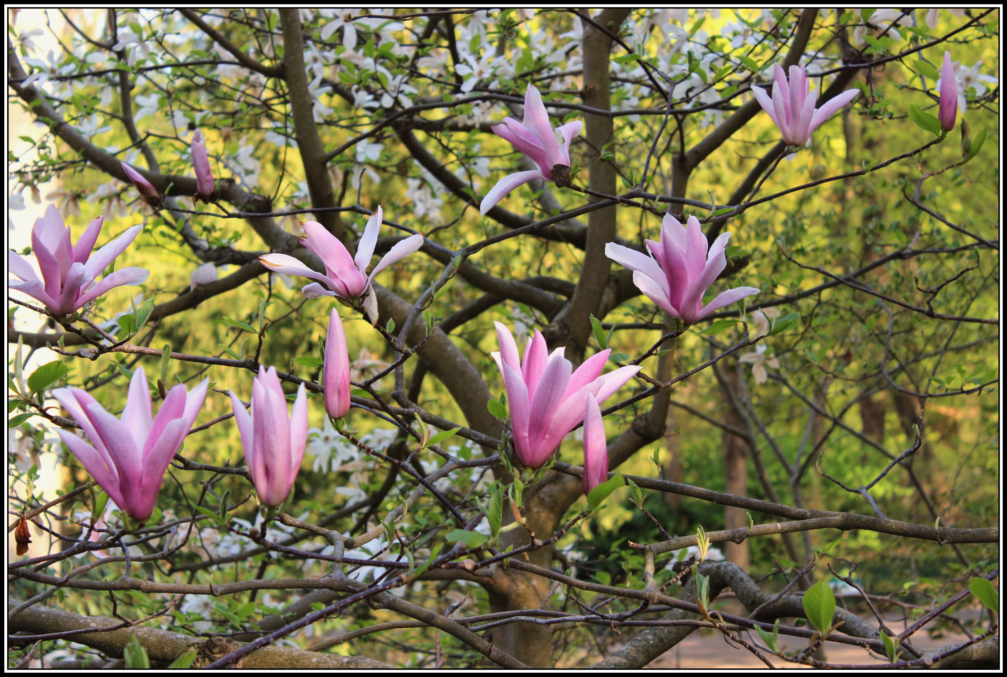 Fonds d'cran Nature Fleurs 