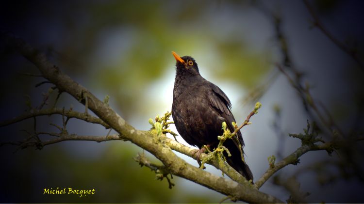 Fonds d'cran Animaux Oiseaux - Pigeons et Tourterelles Faune au télé 500mm