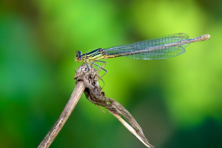 Fonds d'cran Animaux Insectes - Libellules A bout de branche