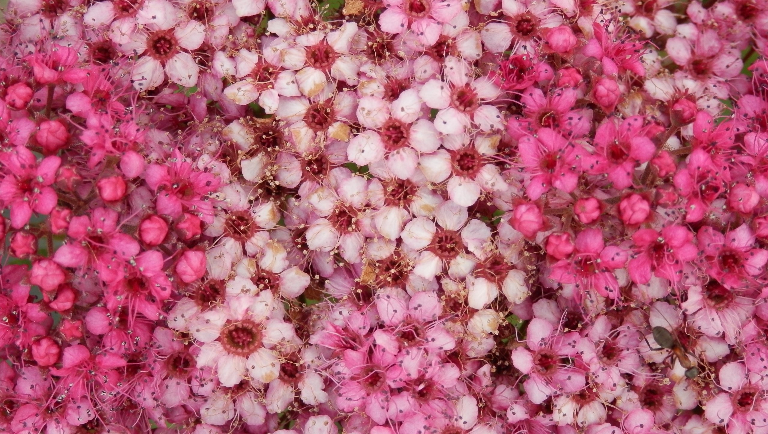 Fonds d'cran Nature Fleurs fleurs