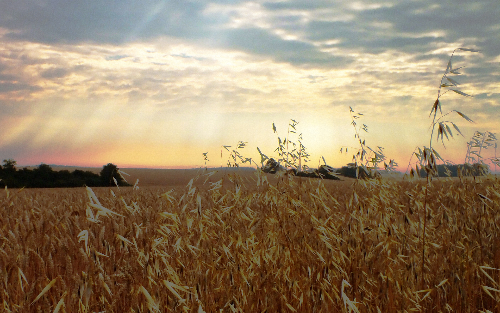 Fonds d'cran Nature Champs - Prairies 