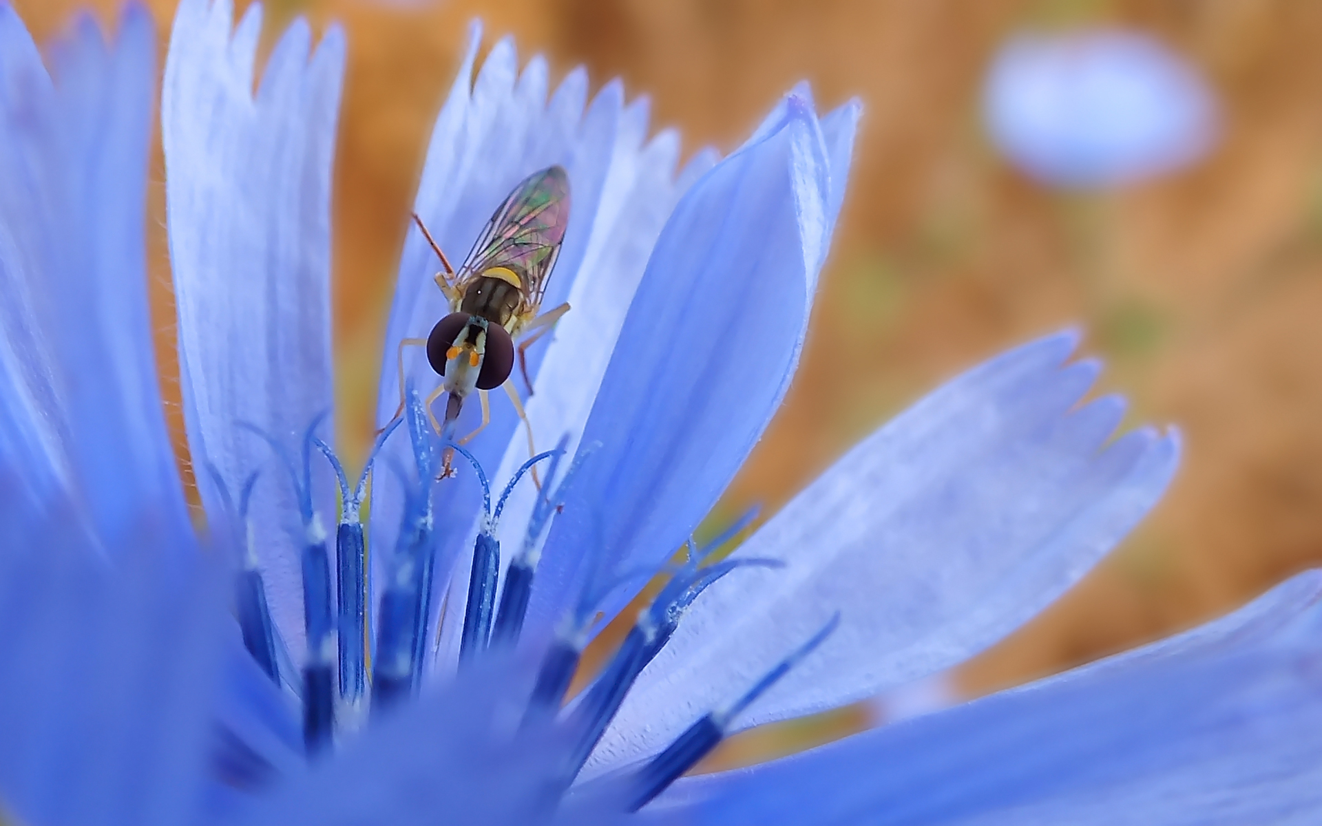 Wallpapers Animals Insectes - Hoverflies 