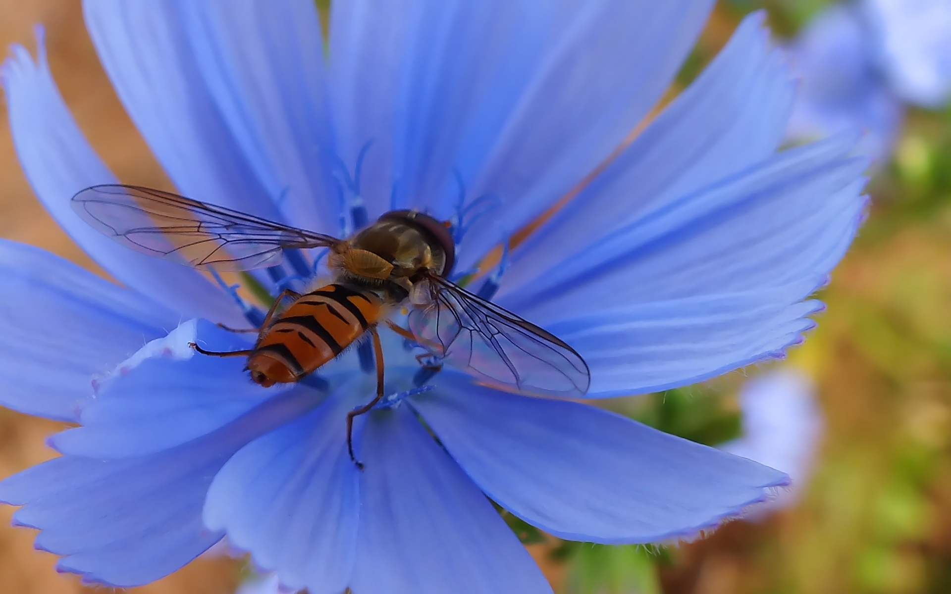 Wallpapers Animals Insectes - Hoverflies 