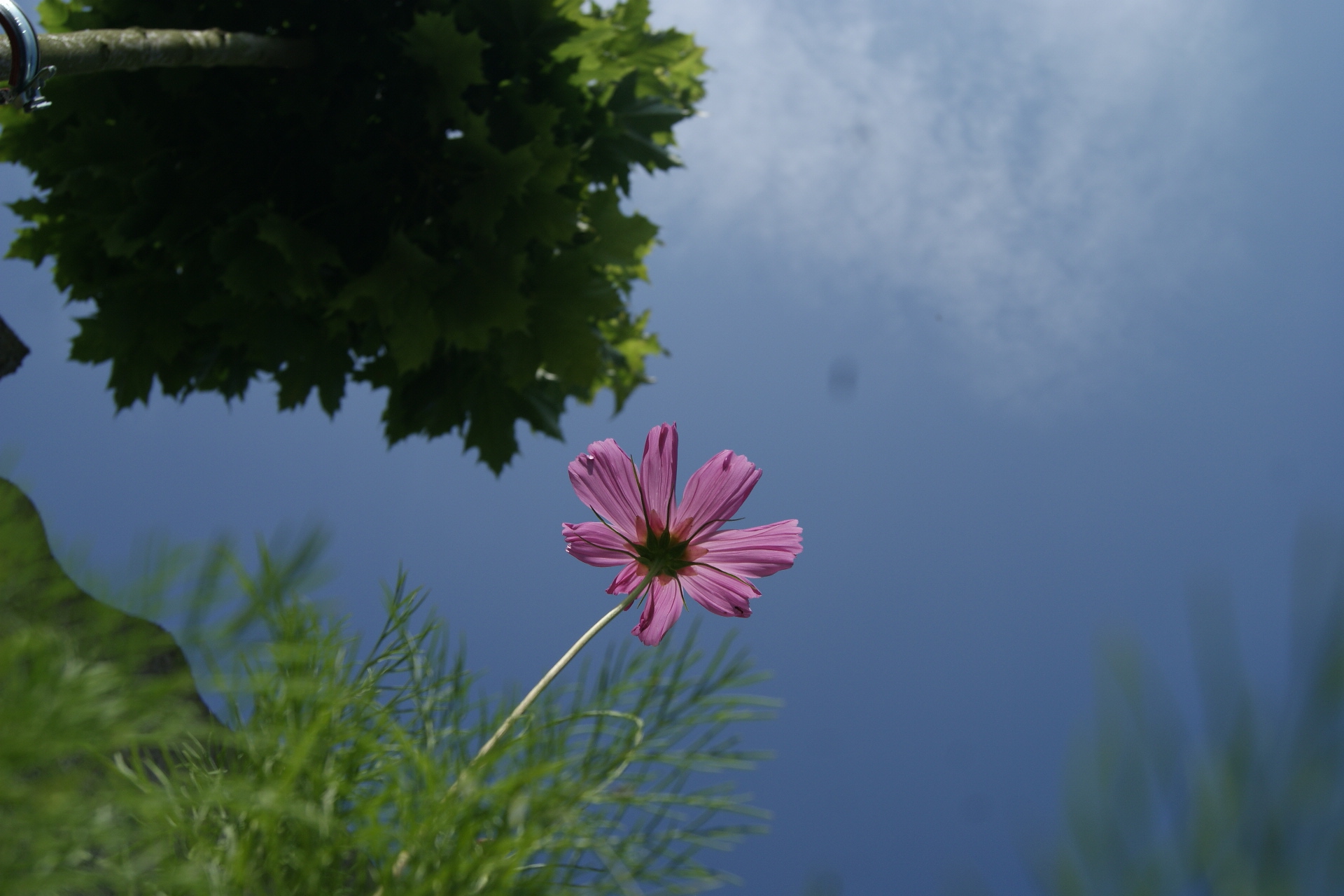 Fonds d'cran Nature Fleurs 