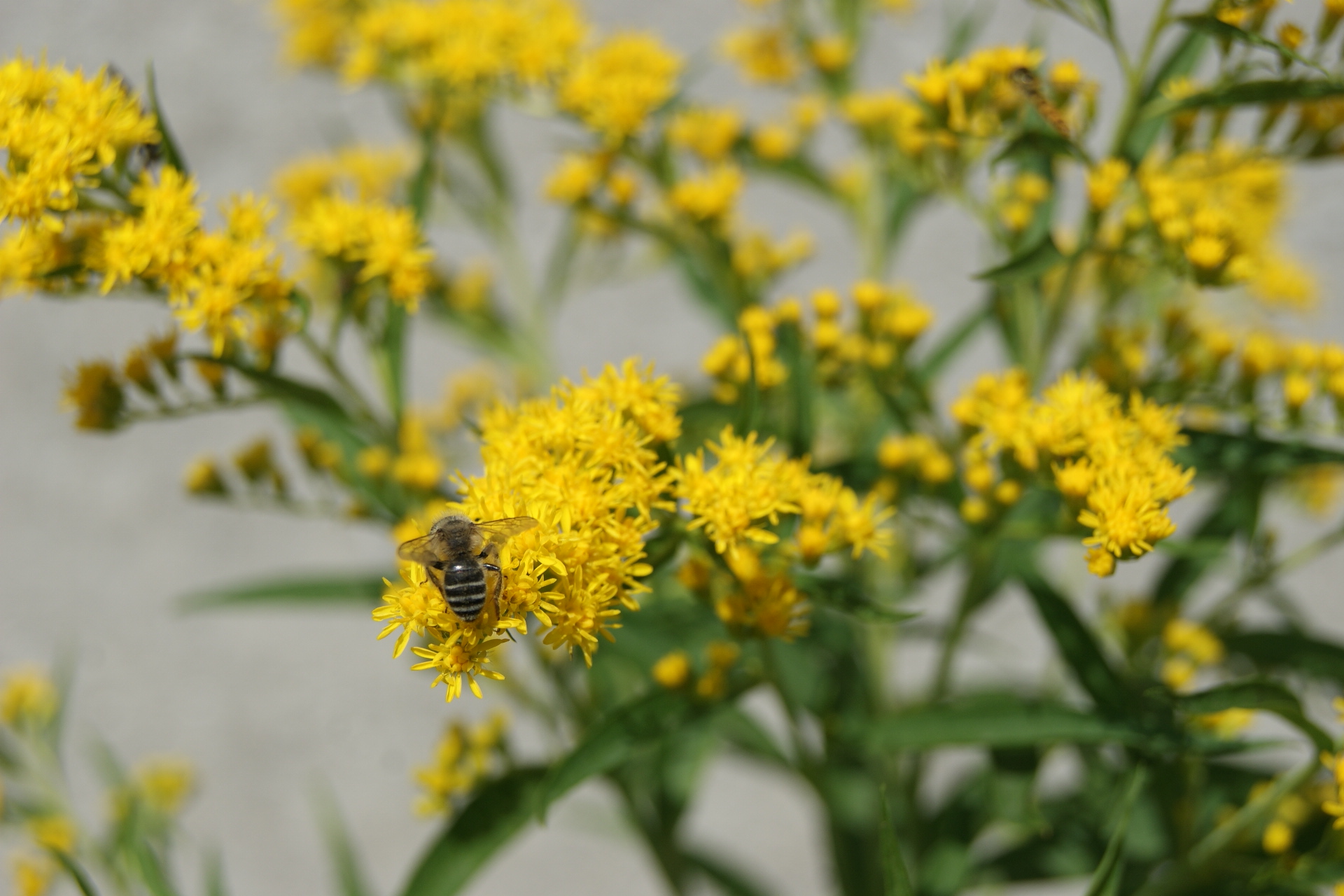 Fonds d'cran Nature Fleurs 