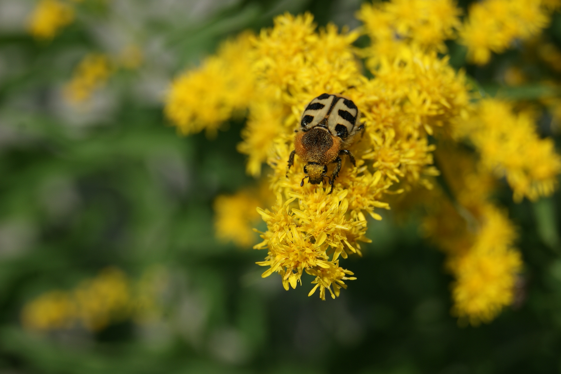 Fonds d'cran Animaux Insectes - Divers 