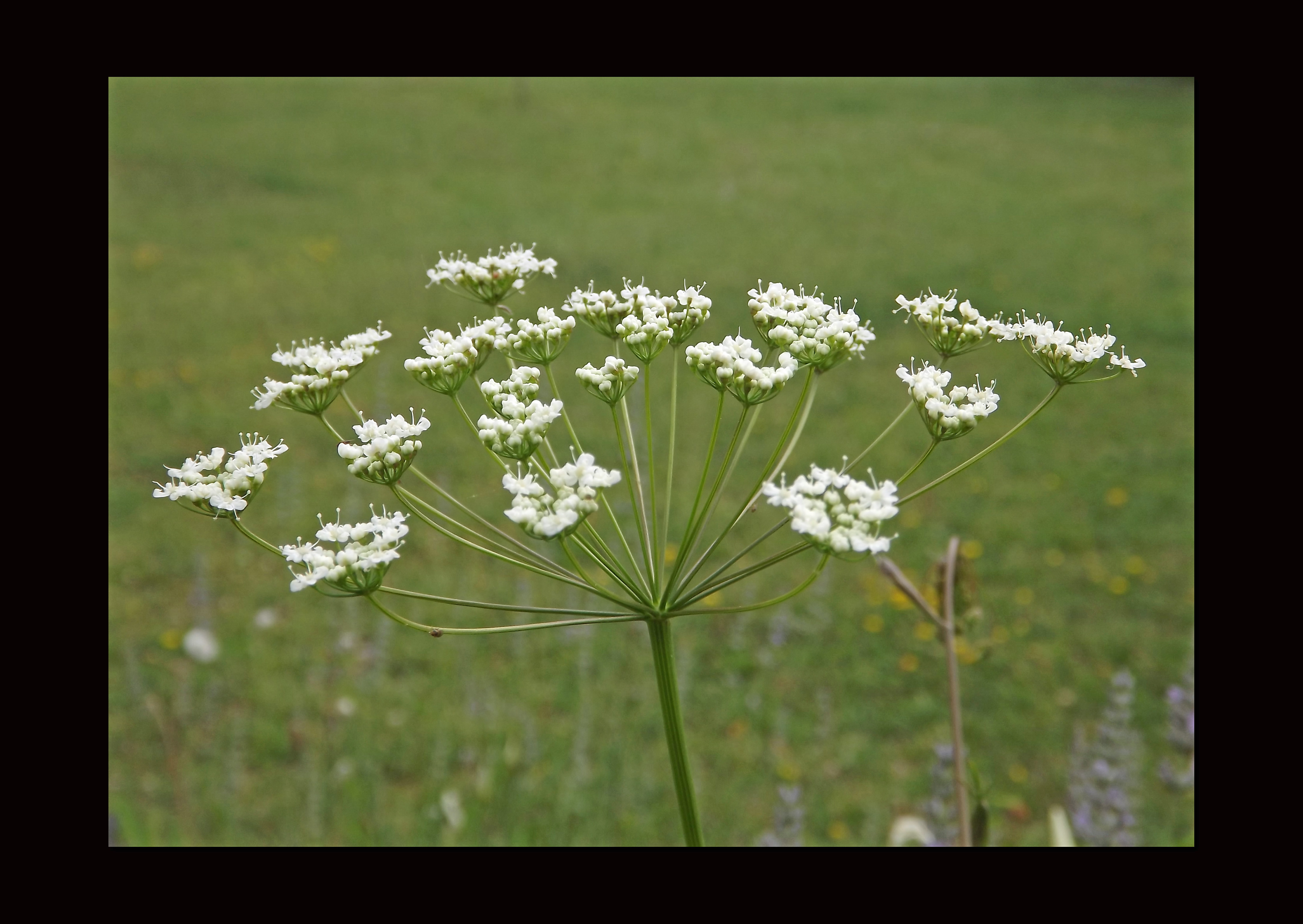 Wallpapers Nature Flowers 