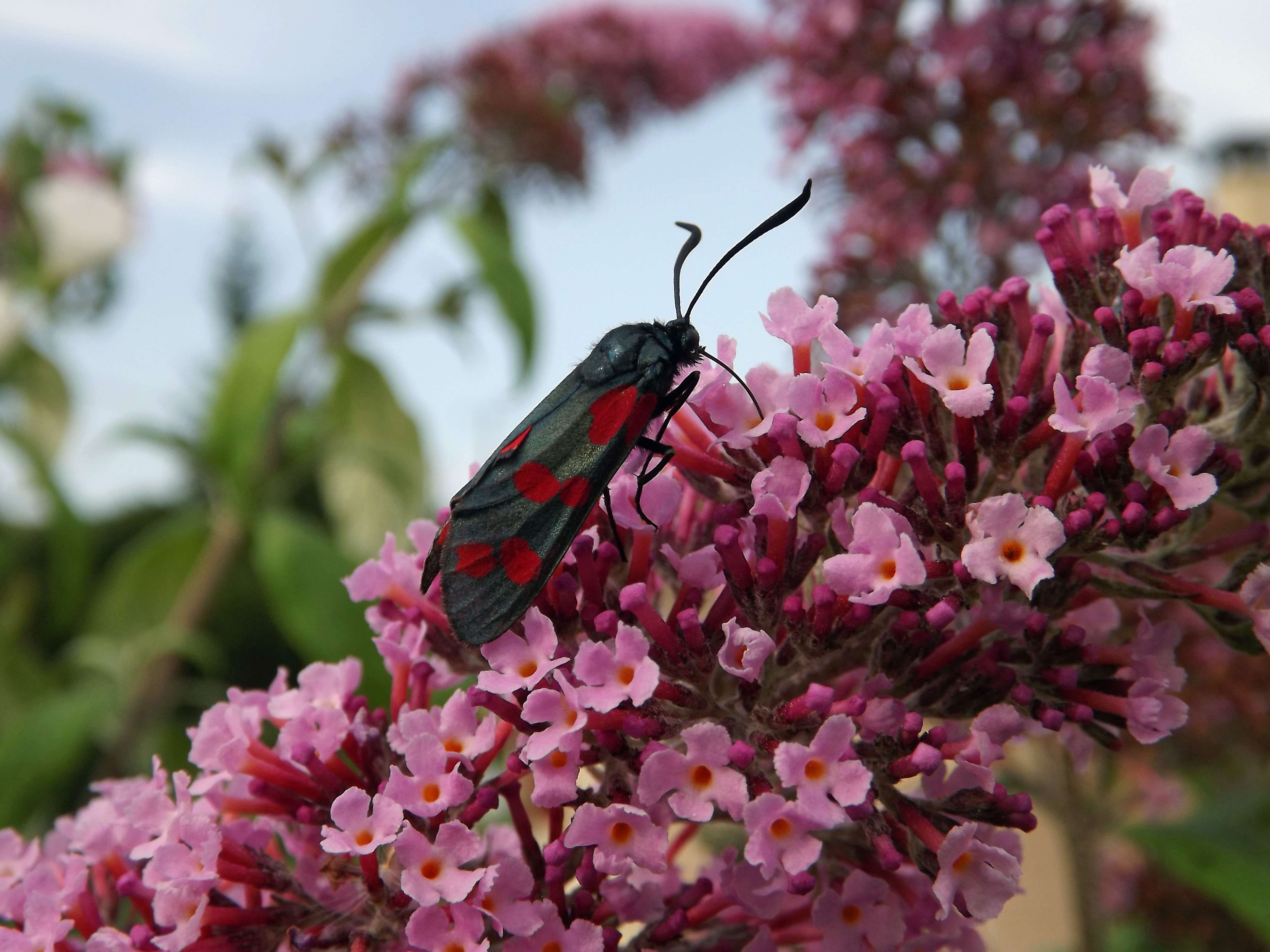 Fonds d'cran Animaux Insectes - Divers 