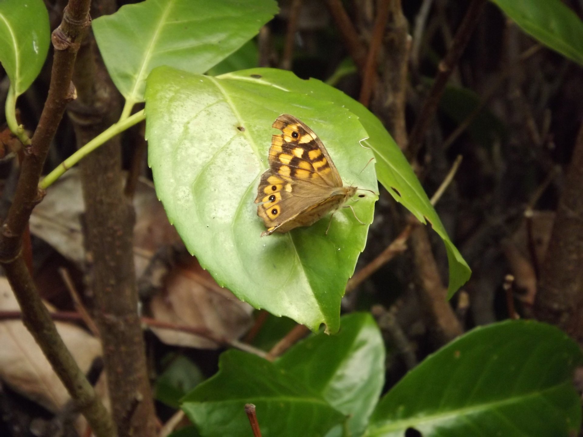 Fonds d'cran Animaux Insectes - Papillons 