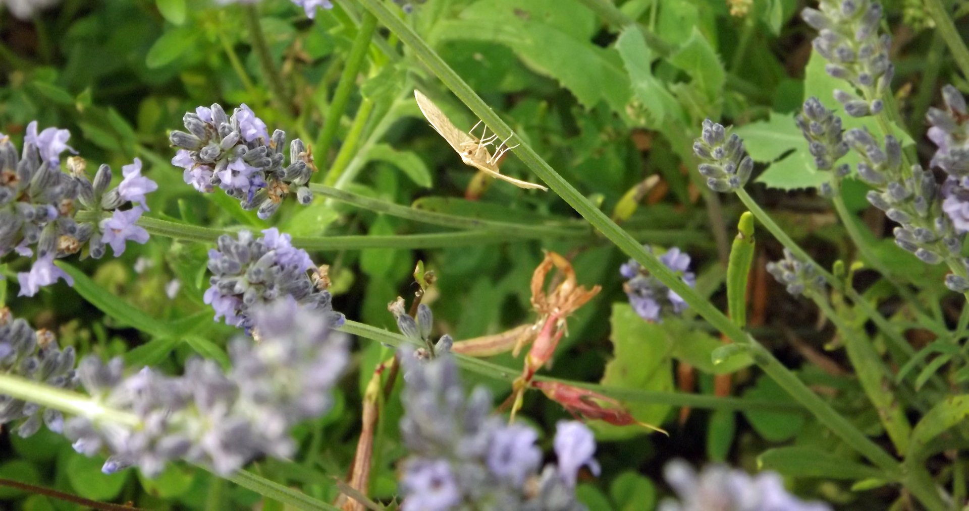 Wallpapers Animals Insects - Butterflies 