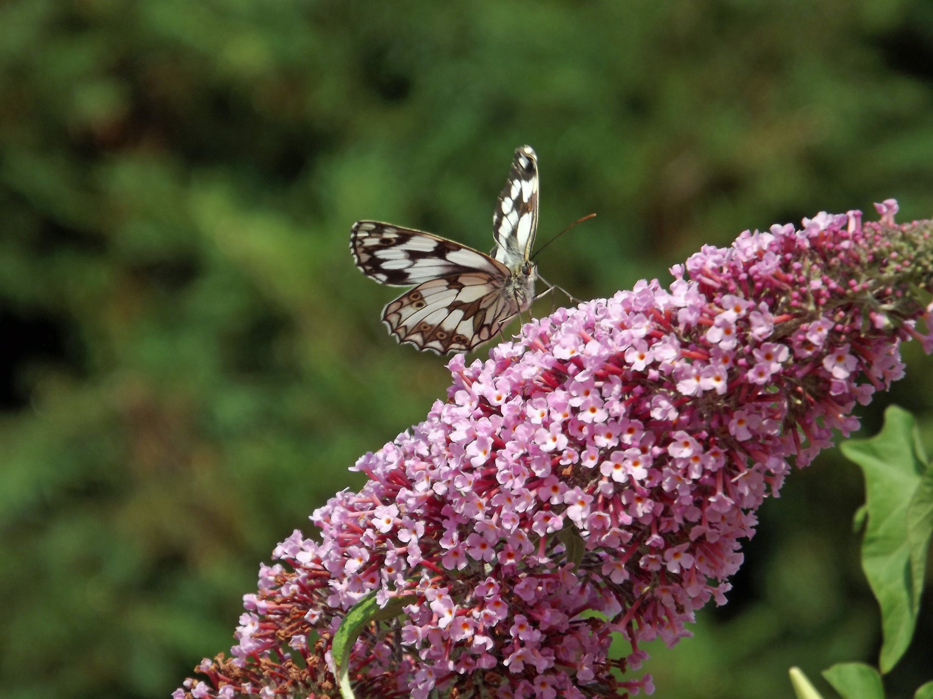 Fonds d'cran Animaux Insectes - Papillons 