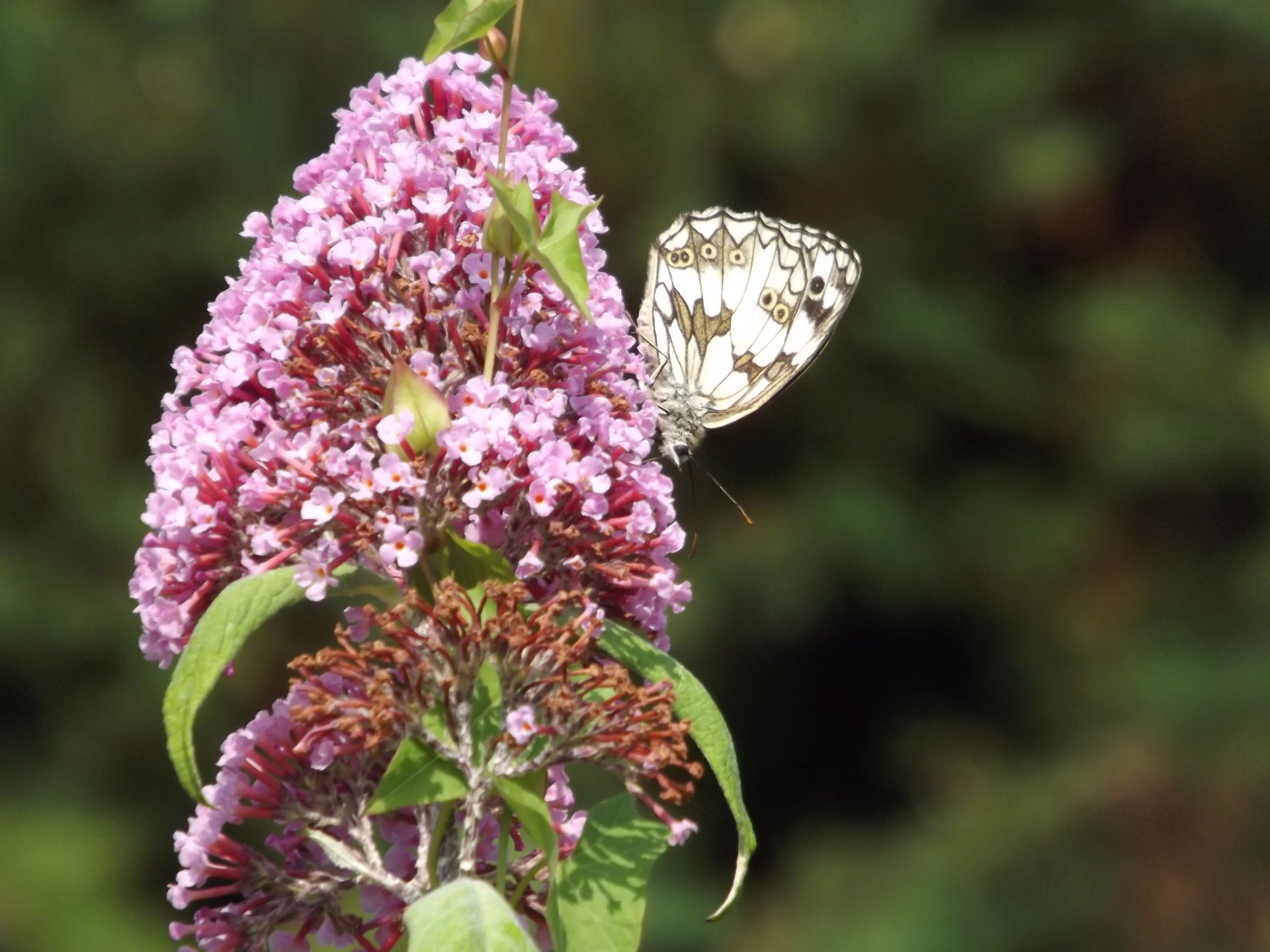 Fonds d'cran Animaux Insectes - Papillons 