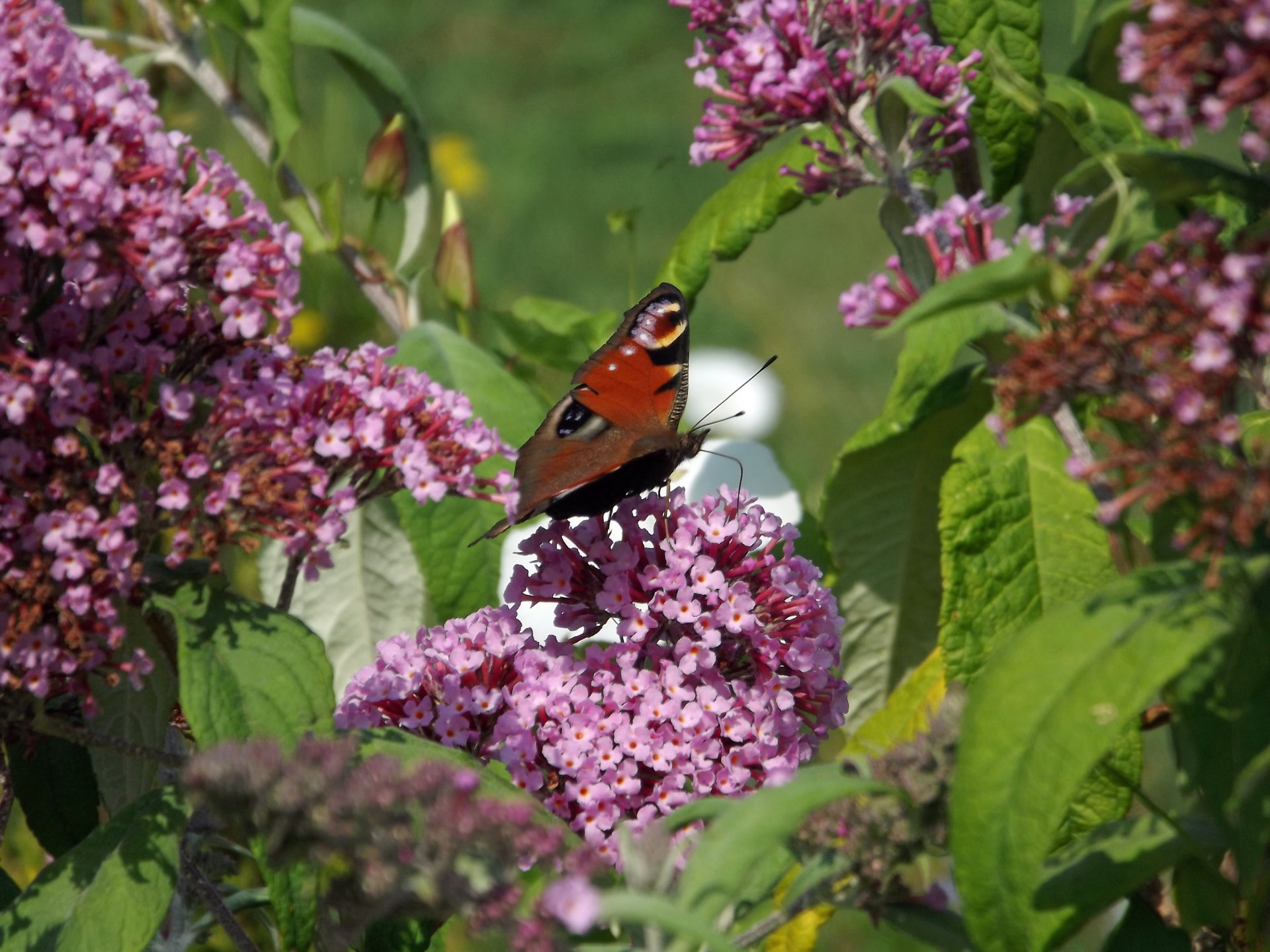 Fonds d'cran Animaux Insectes - Papillons 