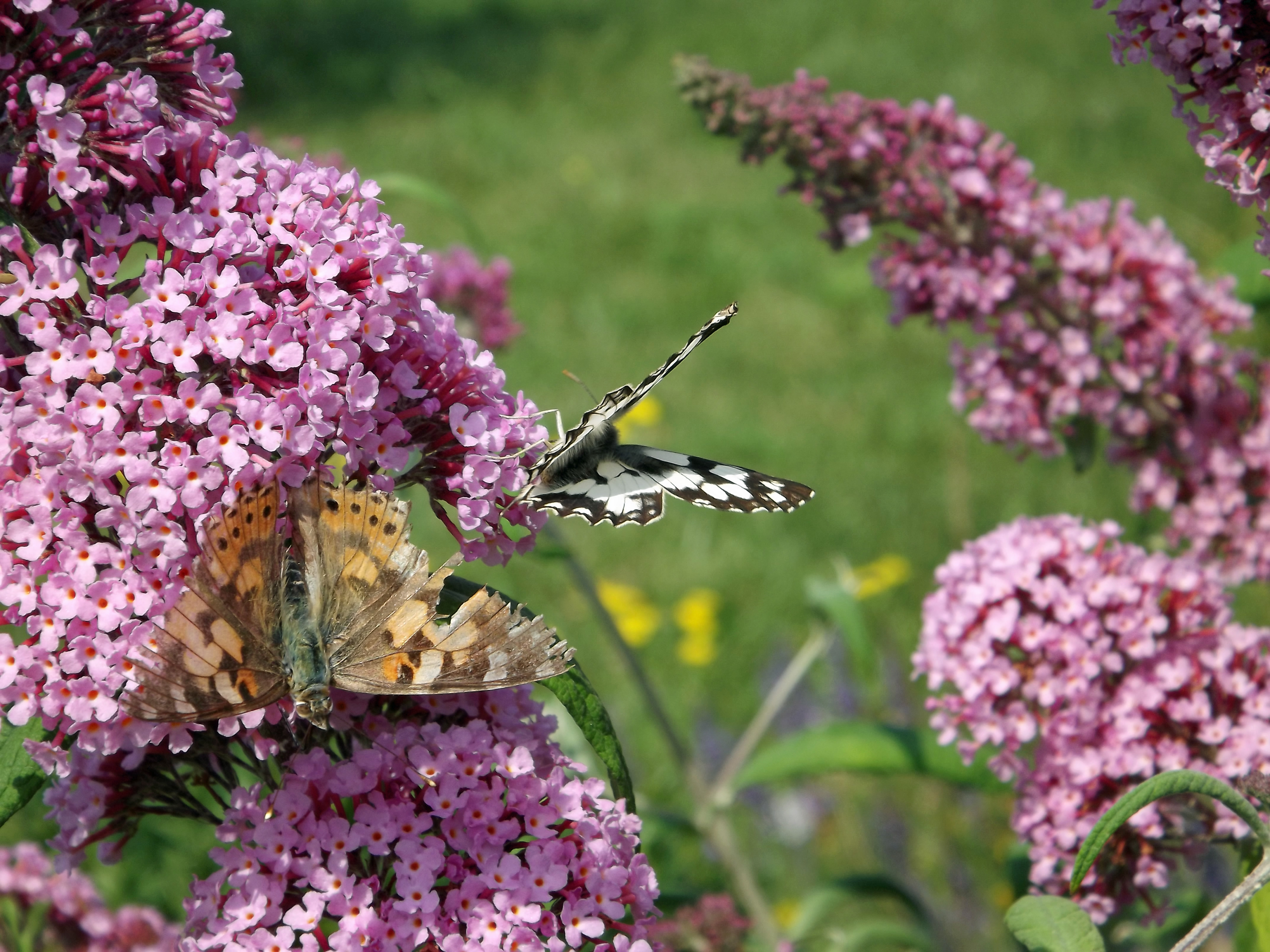 Fonds d'cran Animaux Insectes - Papillons 