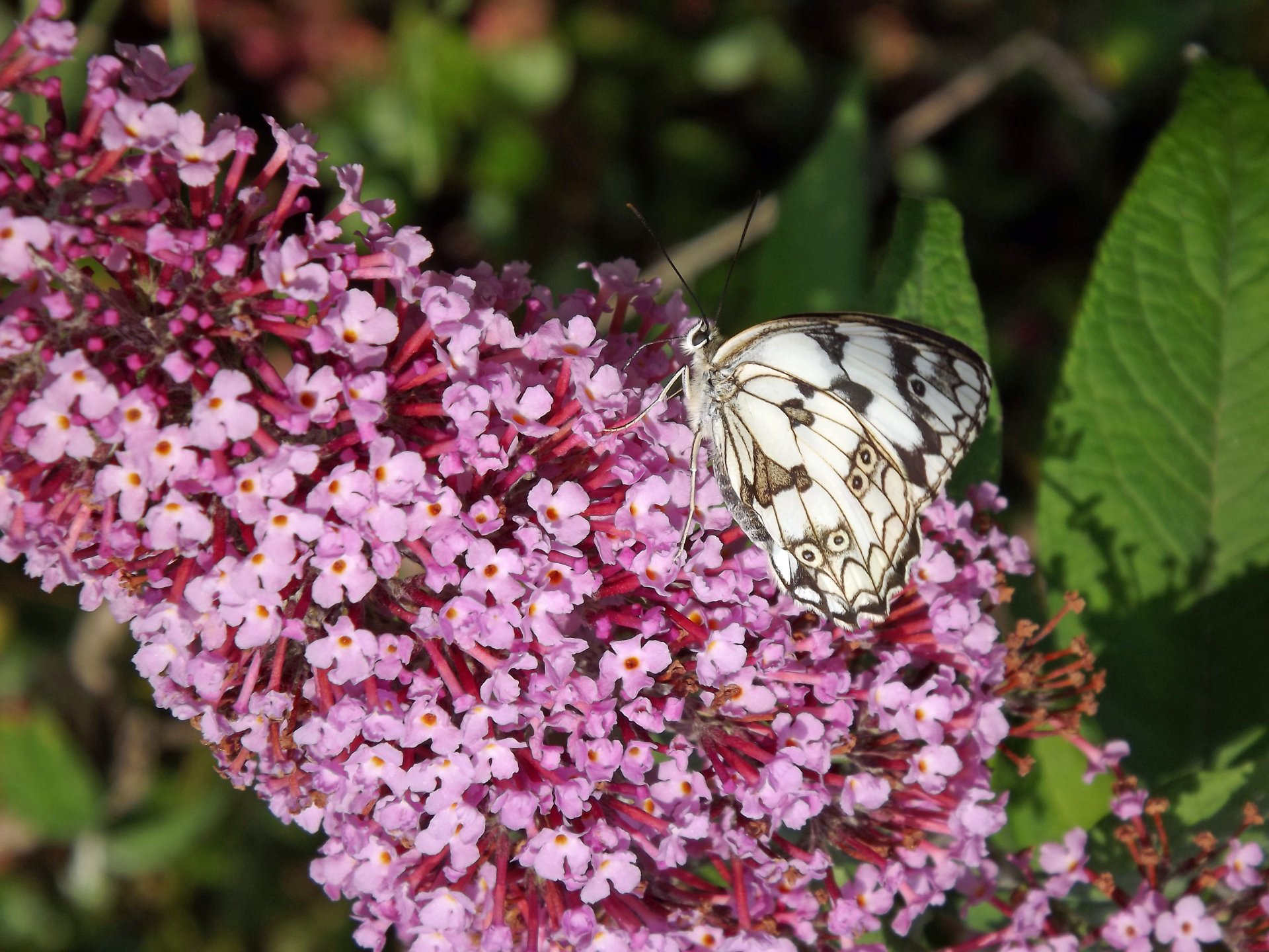 Fonds d'cran Animaux Insectes - Papillons 