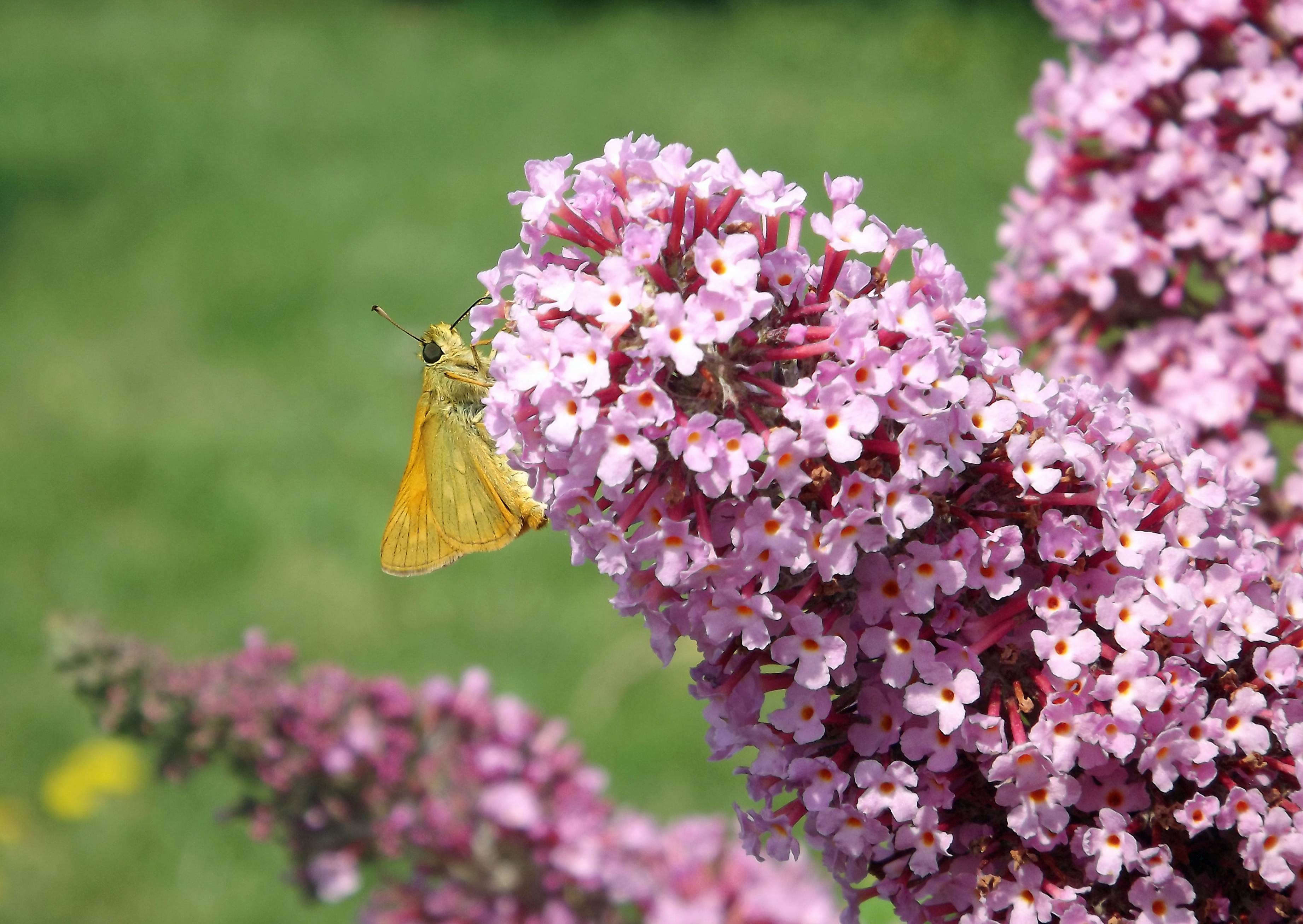 Fonds d'cran Animaux Insectes - Papillons 