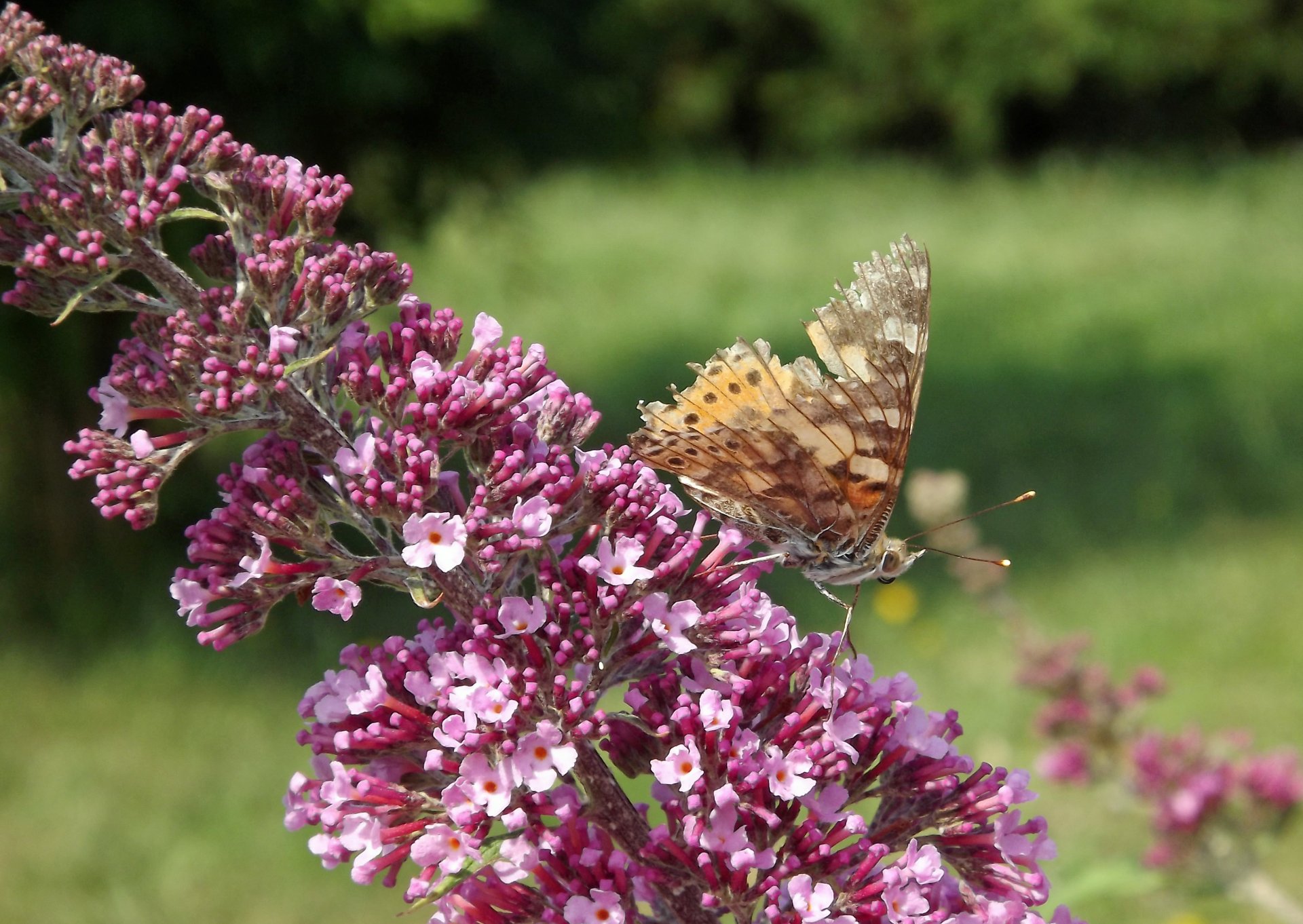 Fonds d'cran Animaux Insectes - Papillons 