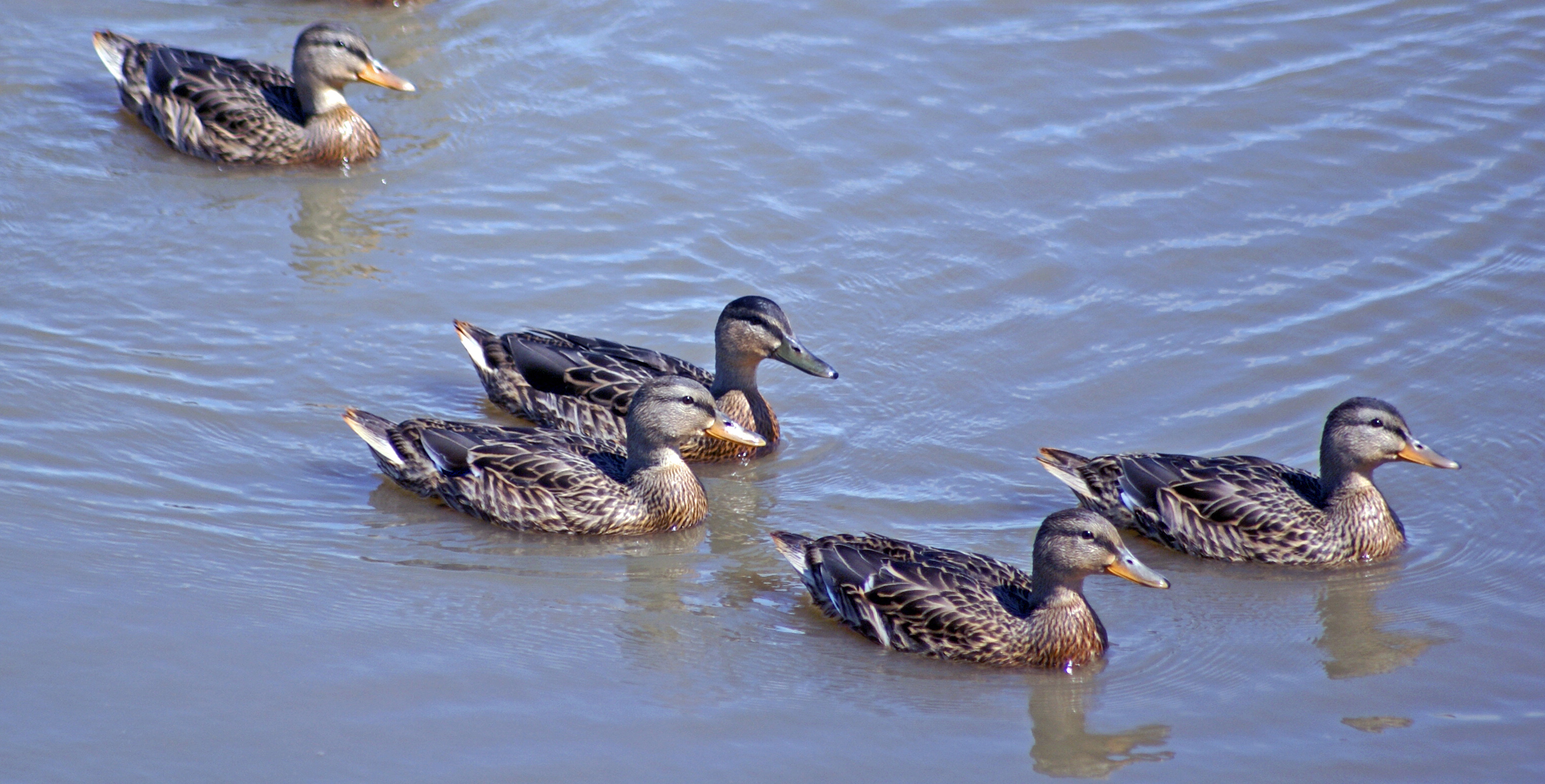 Fonds d'cran Animaux Oiseaux - Canards MAMANS MALARDS