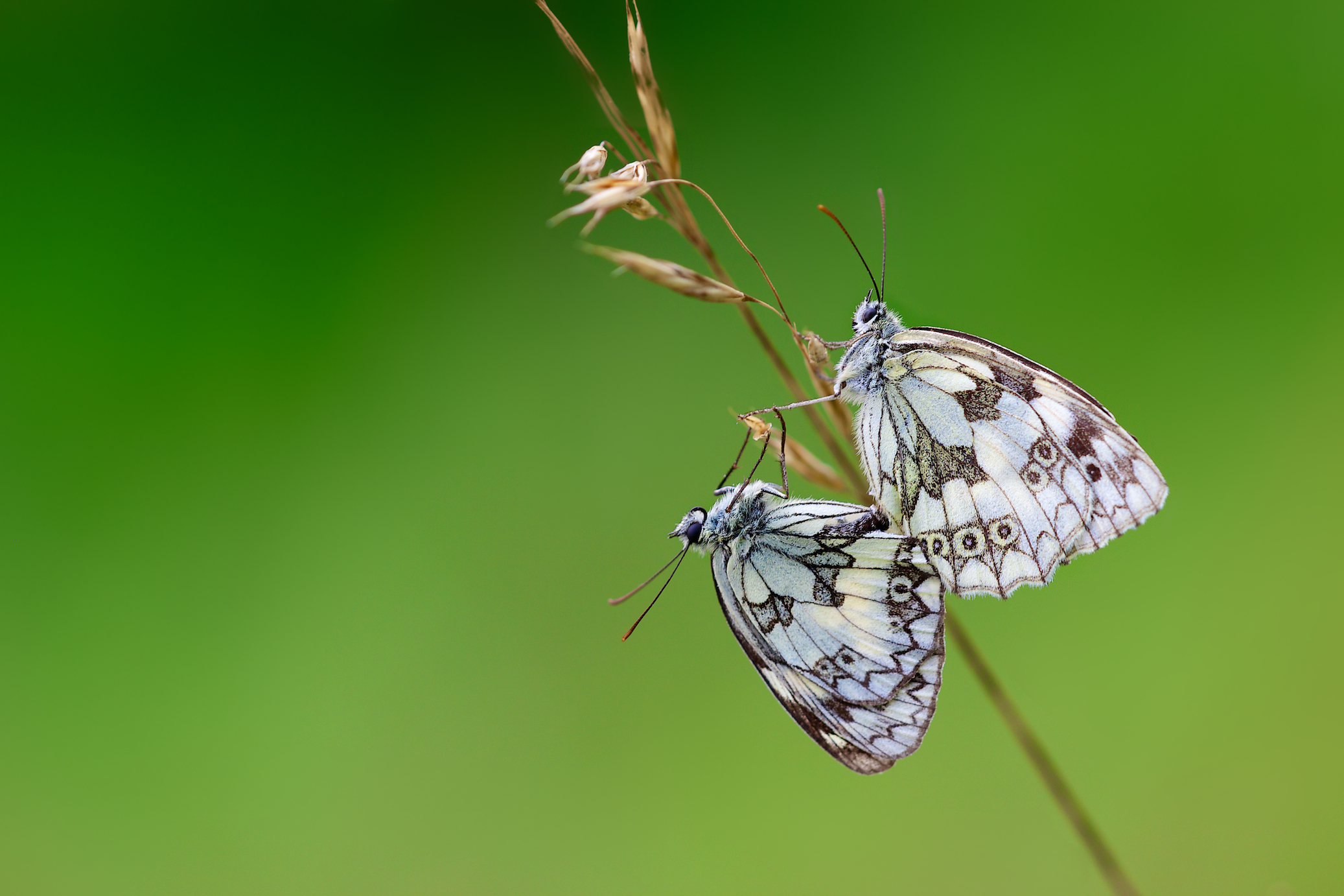 Wallpapers Animals Insects - Butterflies Un brin d'amour