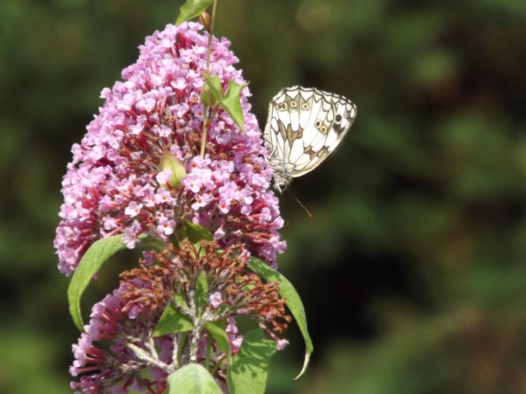 Fonds d'cran Animaux Insectes - Papillons Wallpaper N351445