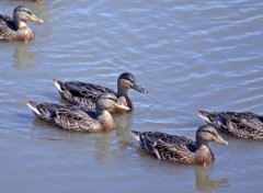  Animaux MAMANS MALARDS