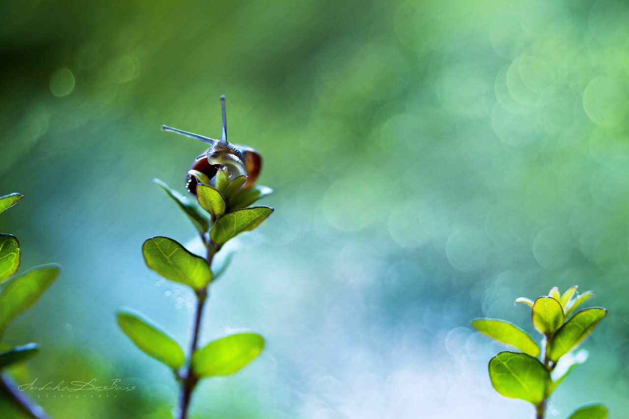 Fonds d'cran Animaux Escargots - Limaces Jour de pluie.