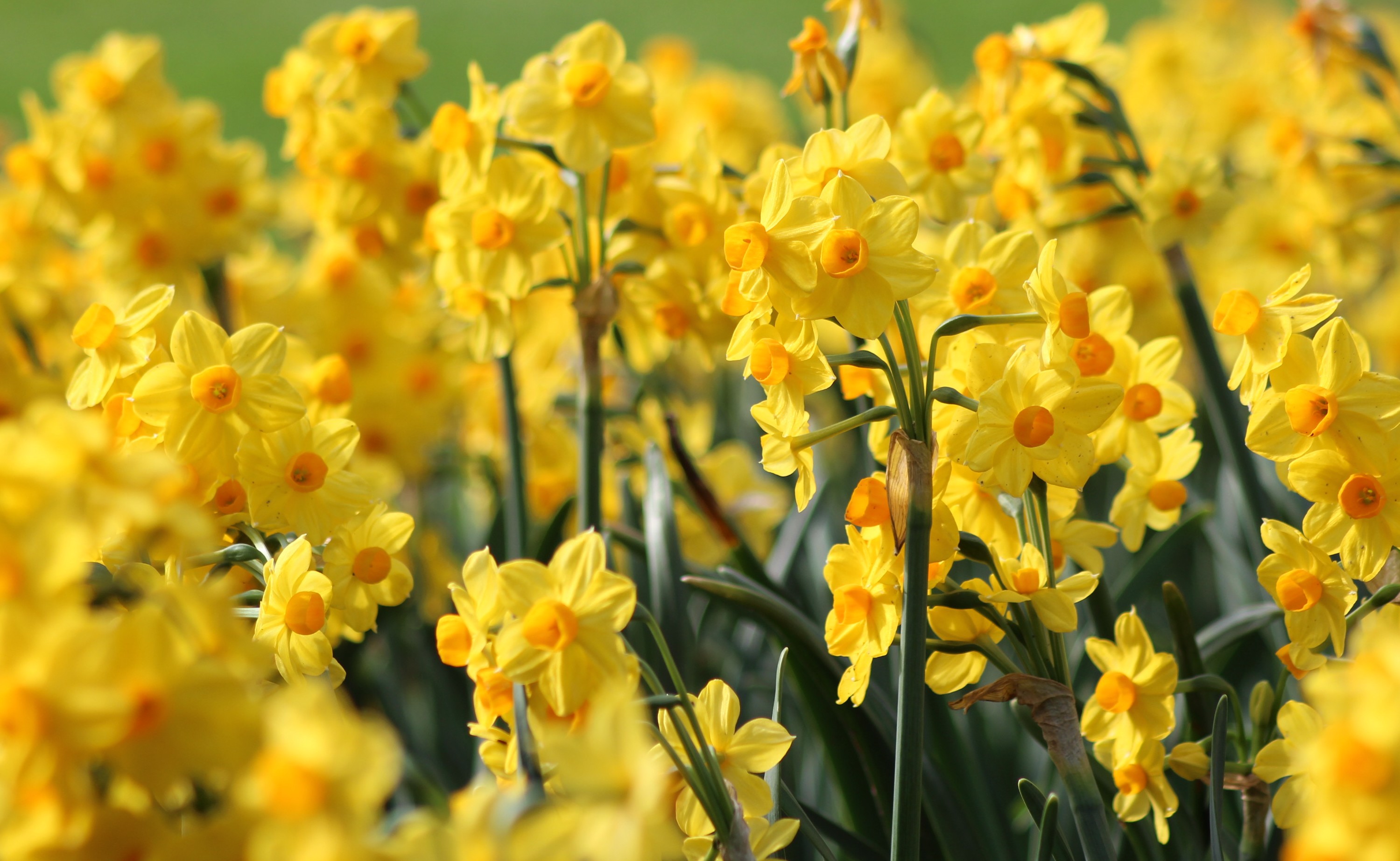 Fonds d'cran Nature Fleurs 