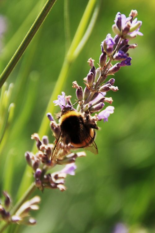 Fonds d'cran Animaux Insectes - Abeilles Gupes ... Abeille sur lavande.