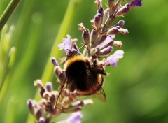  Animaux Abeille sur lavande.