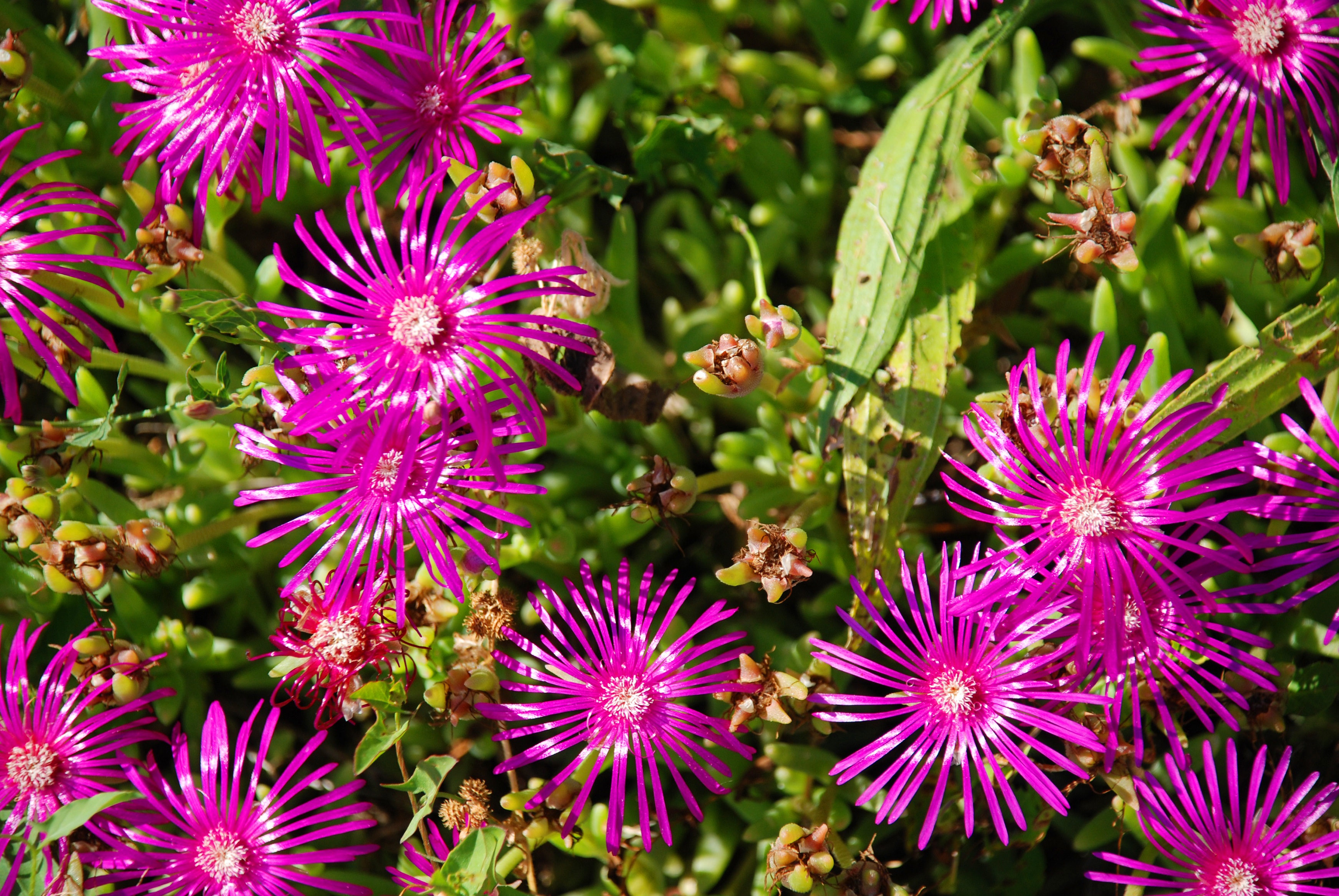 Fonds d'cran Nature Fleurs 