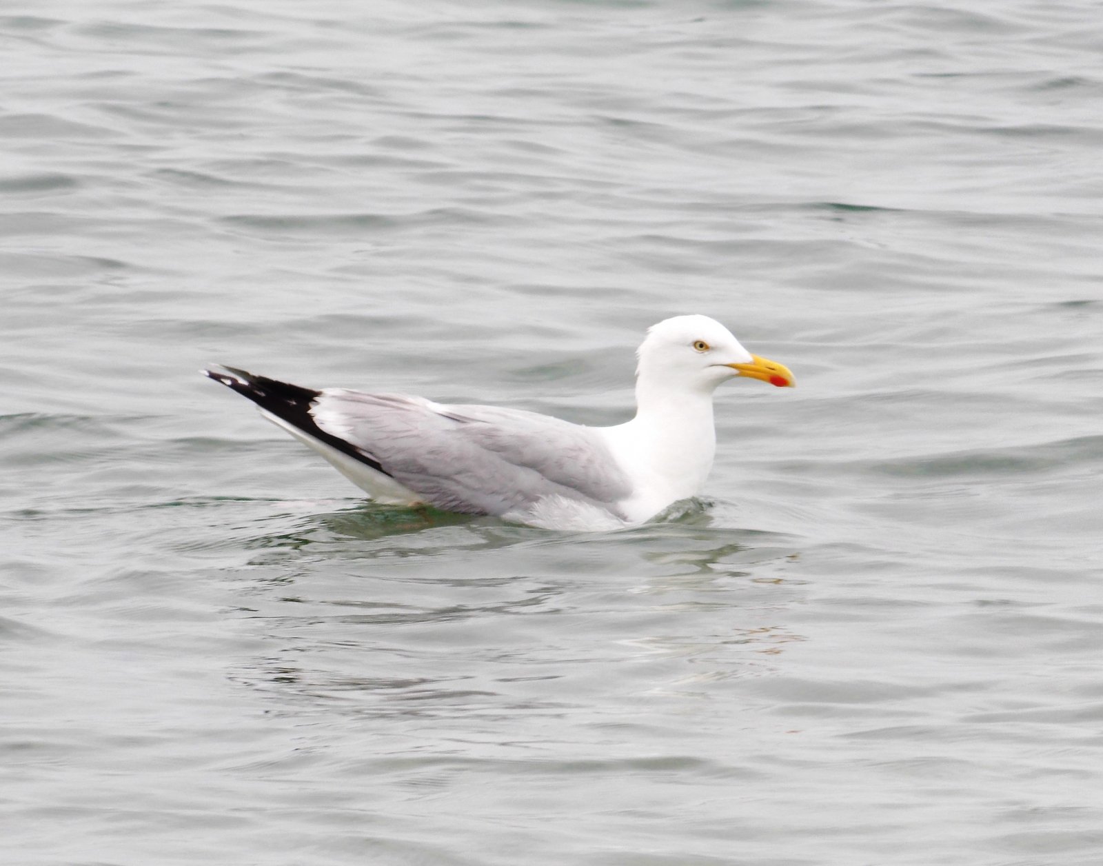 Wallpapers Animals Birds - Gulls Goland