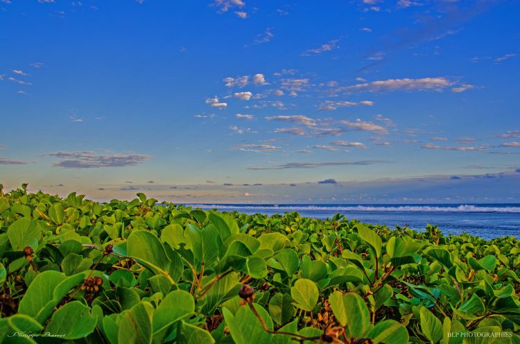 Fonds d'cran Nature Mers - Ocans - Plages Plantes sauvages sur la plage de St-Pierre