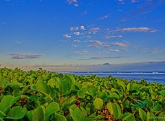  Nature Plantes sauvages sur la plage de St-Pierre