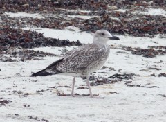  Animaux oiseau de mer