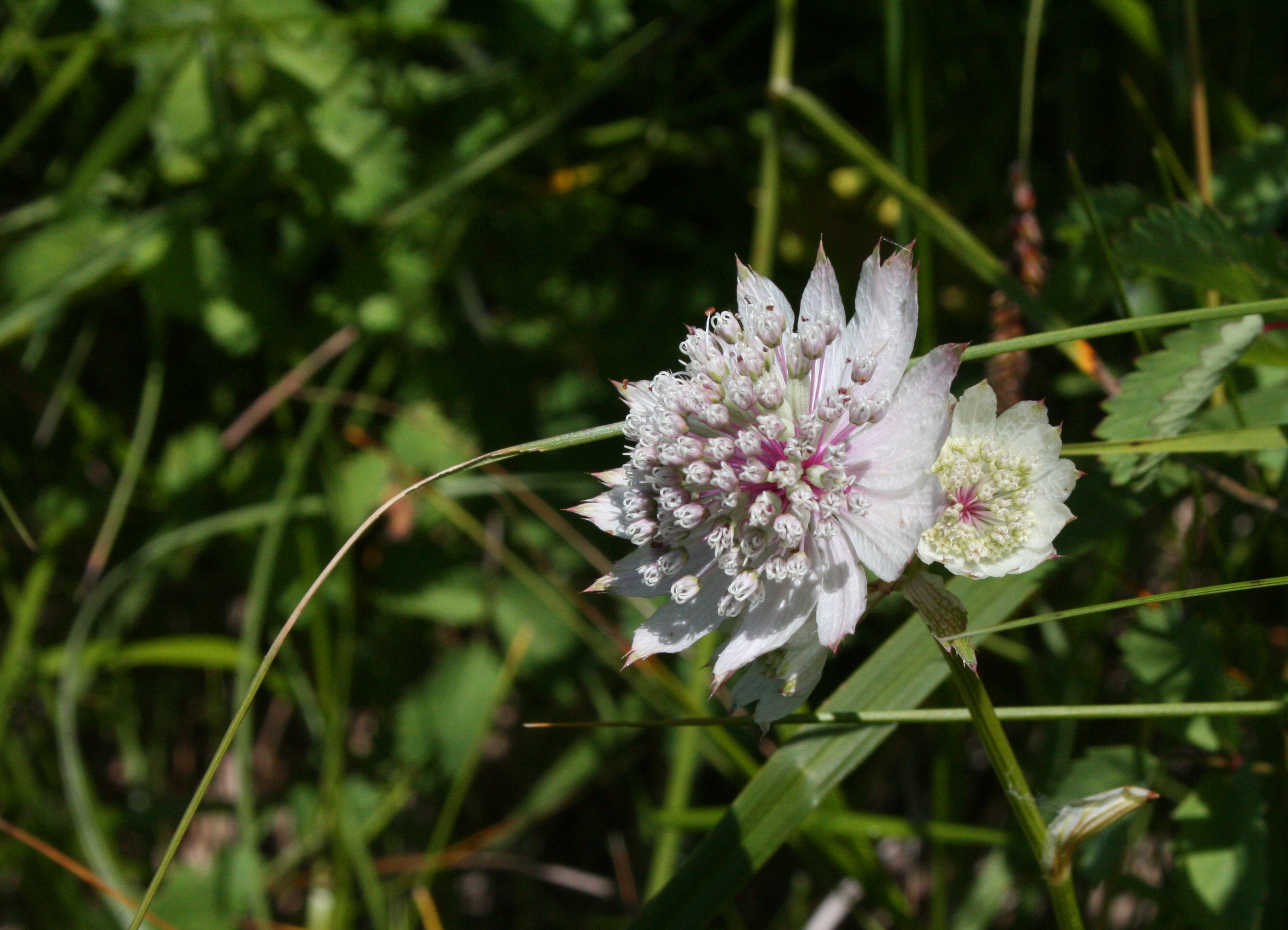 Fonds d'cran Art - Numrique Nature - Fleurs 