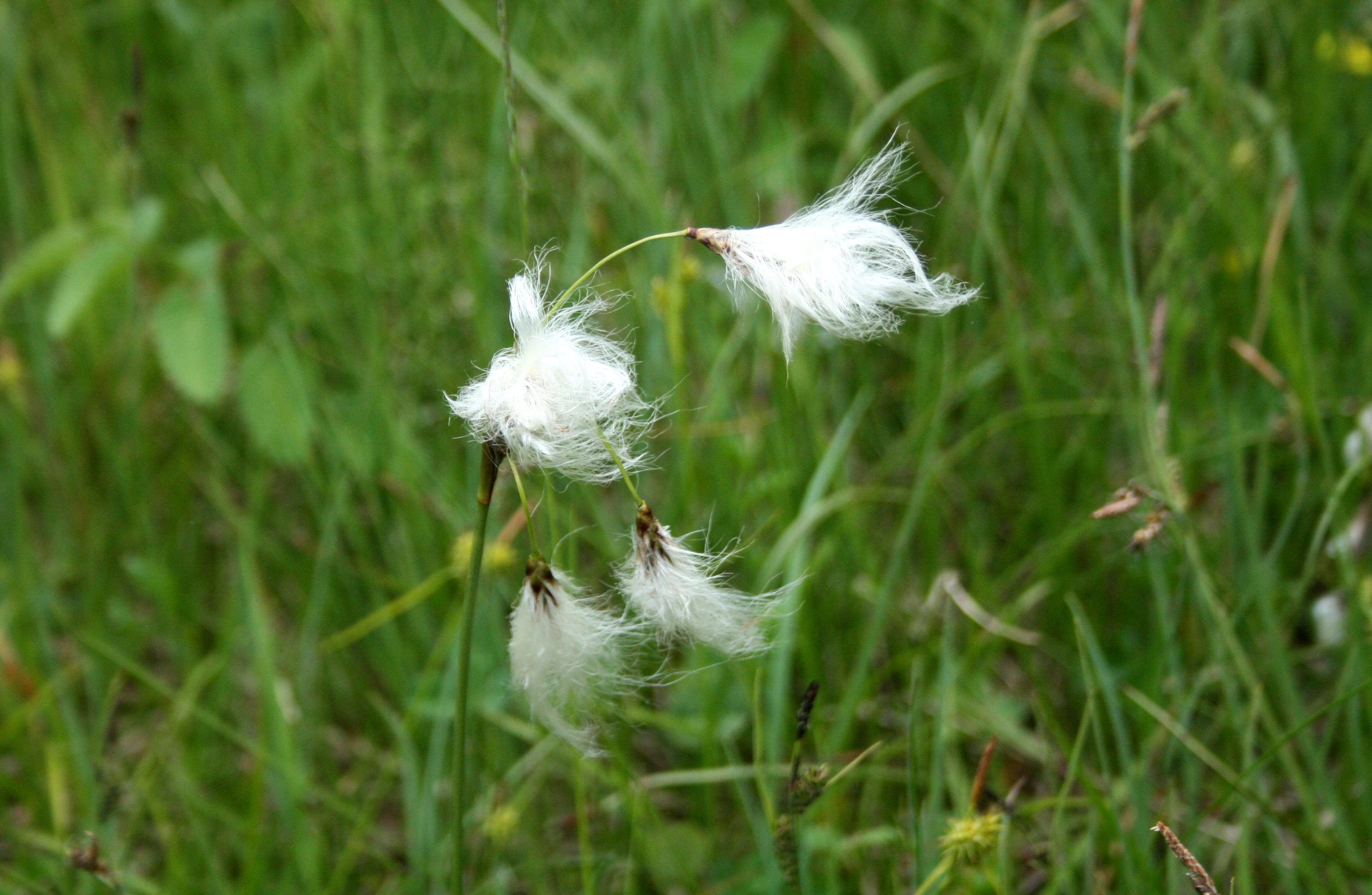 Fonds d'cran Art - Numrique Nature - Fleurs 