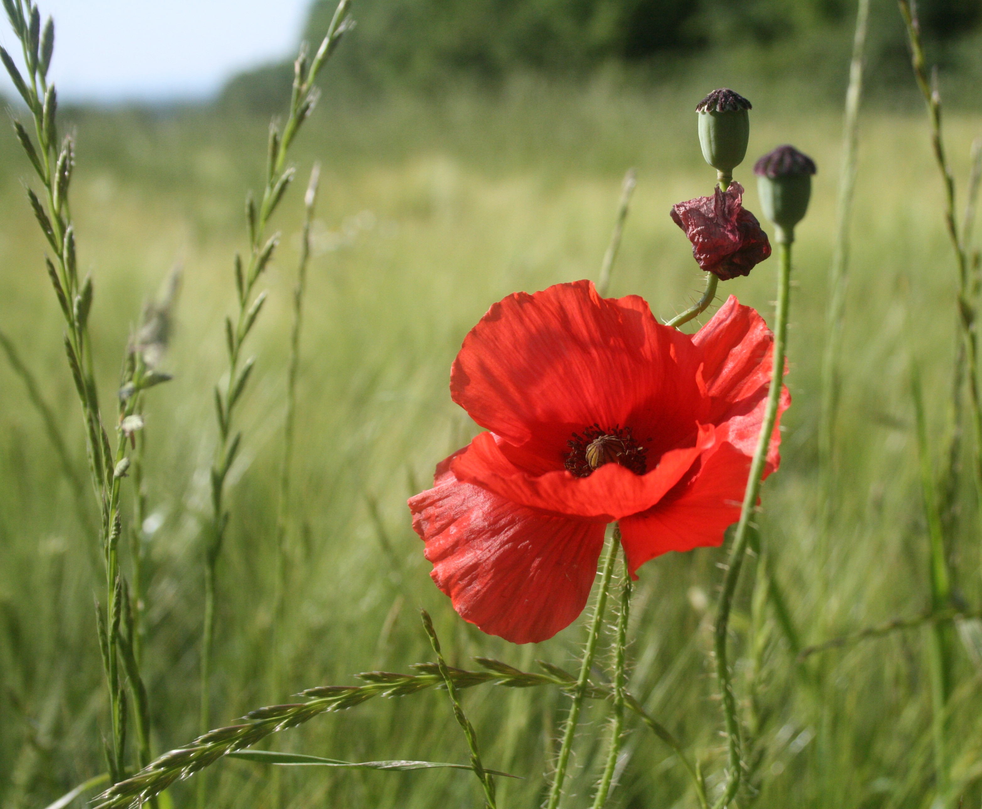 Wallpapers Digital Art Nature - Flowers 