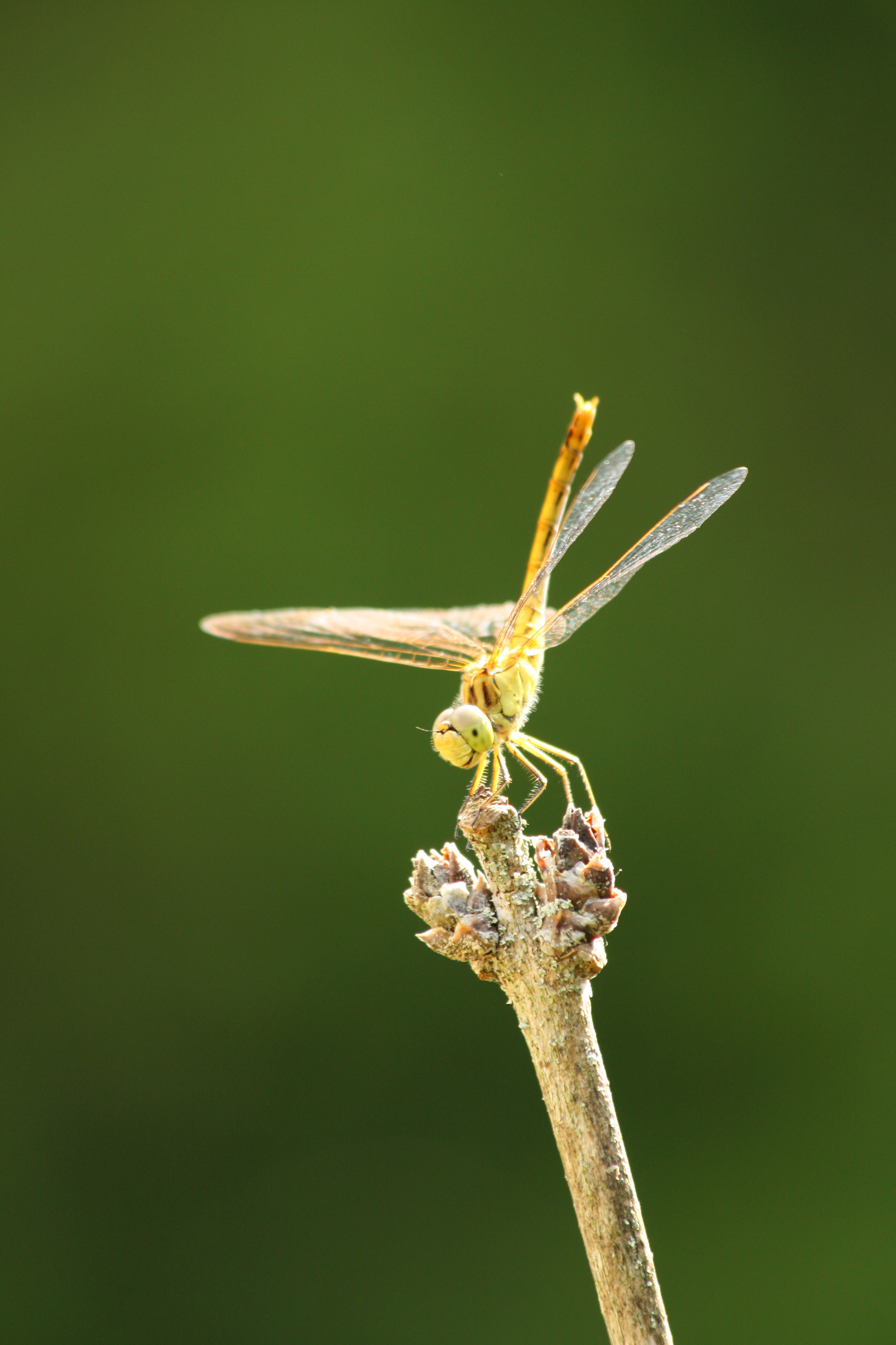 Fonds d'cran Animaux Insectes - Libellules 