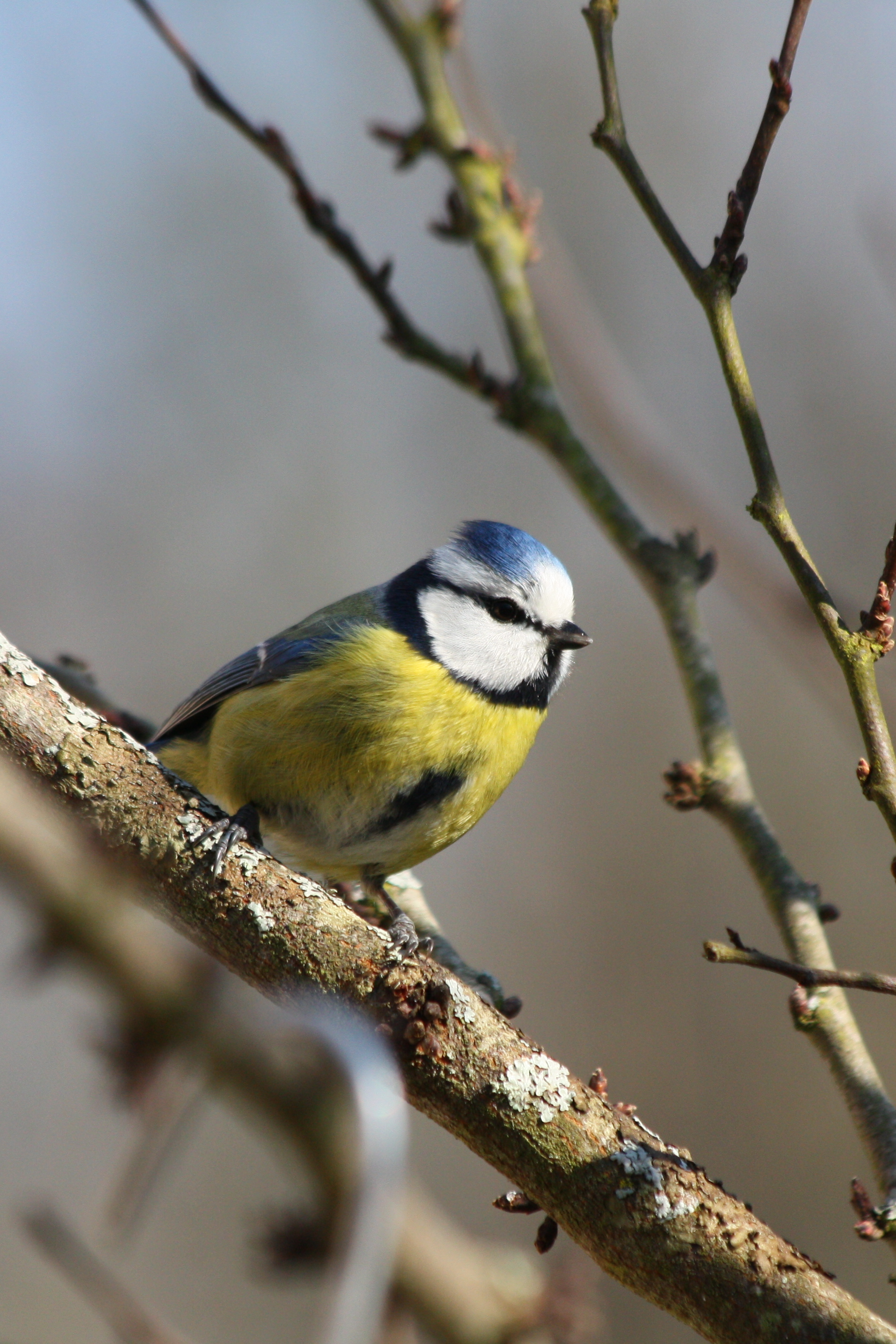 Wallpapers Animals Birds - Chickadees 