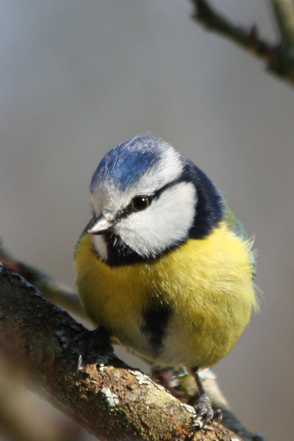 Wallpapers Animals Birds - Chickadees 