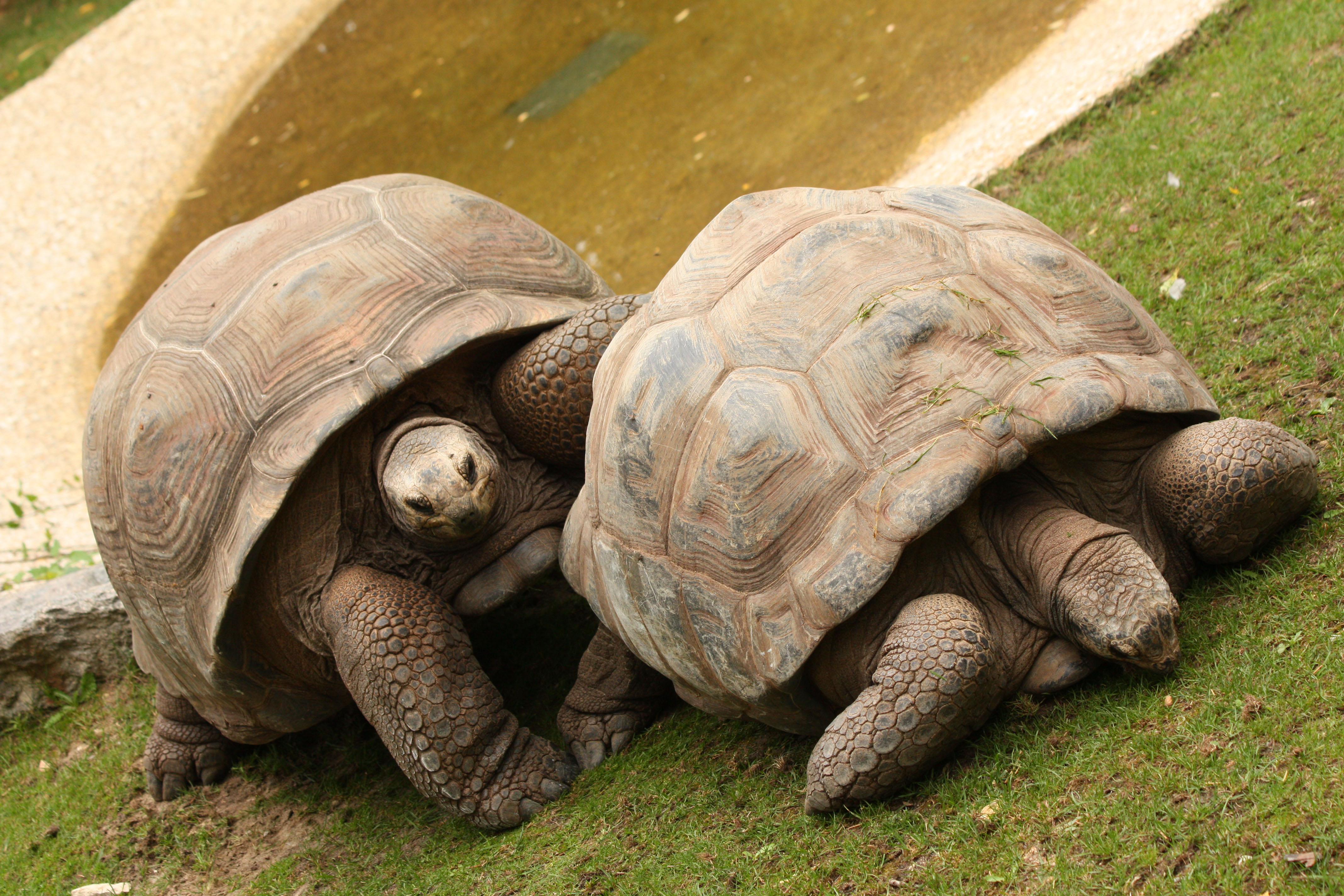 Fonds d'cran Animaux Tortues 