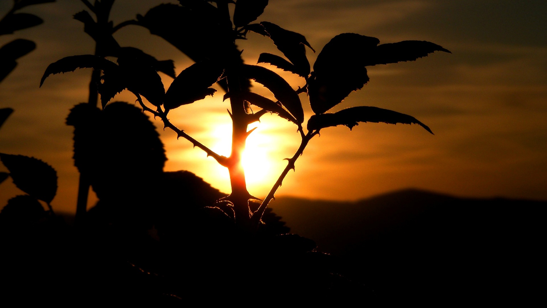 Fonds d'cran Nature Couchers et levers de Soleil Plante pineuse