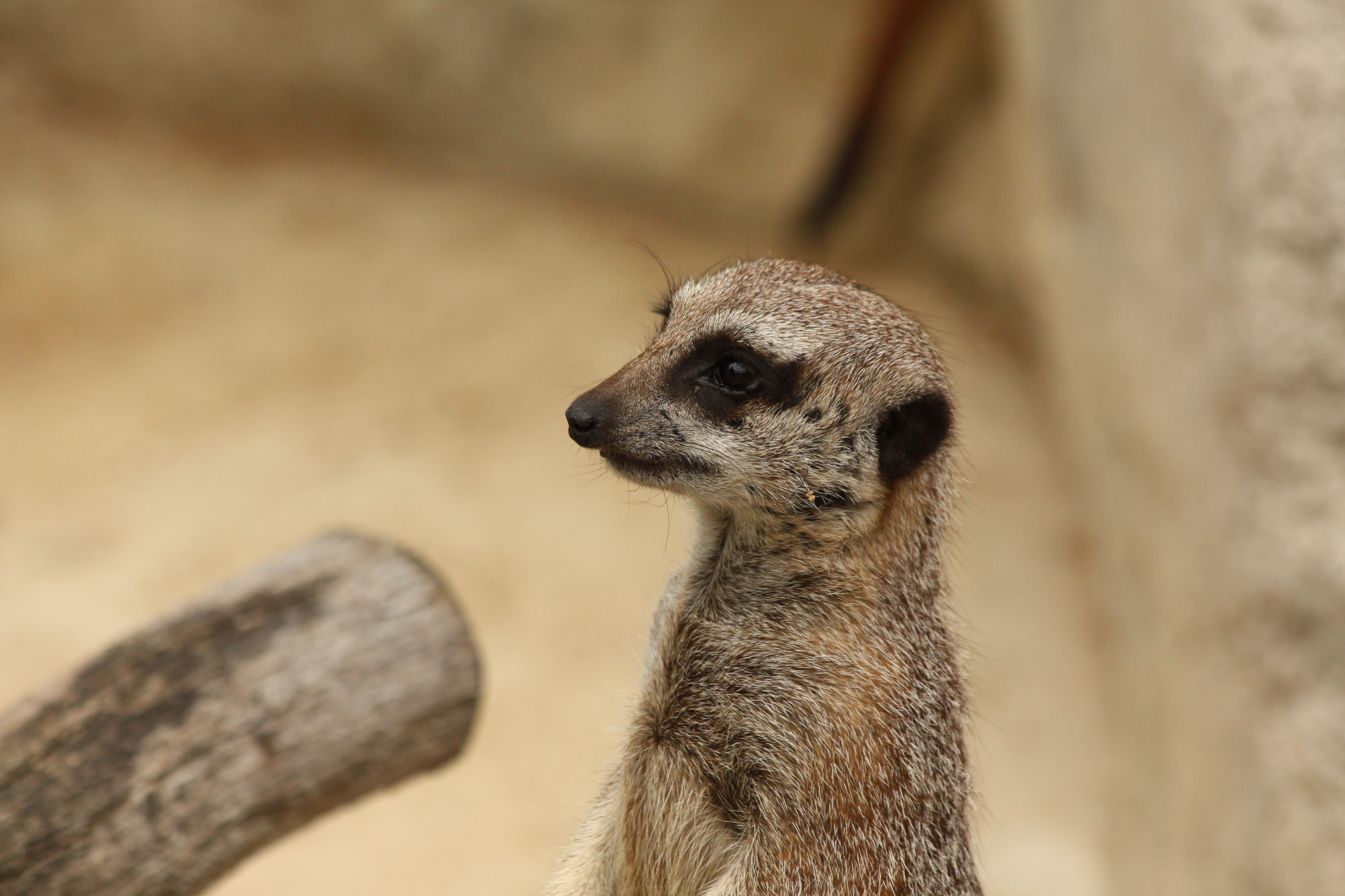 Fonds d'cran Animaux Mangoustes 