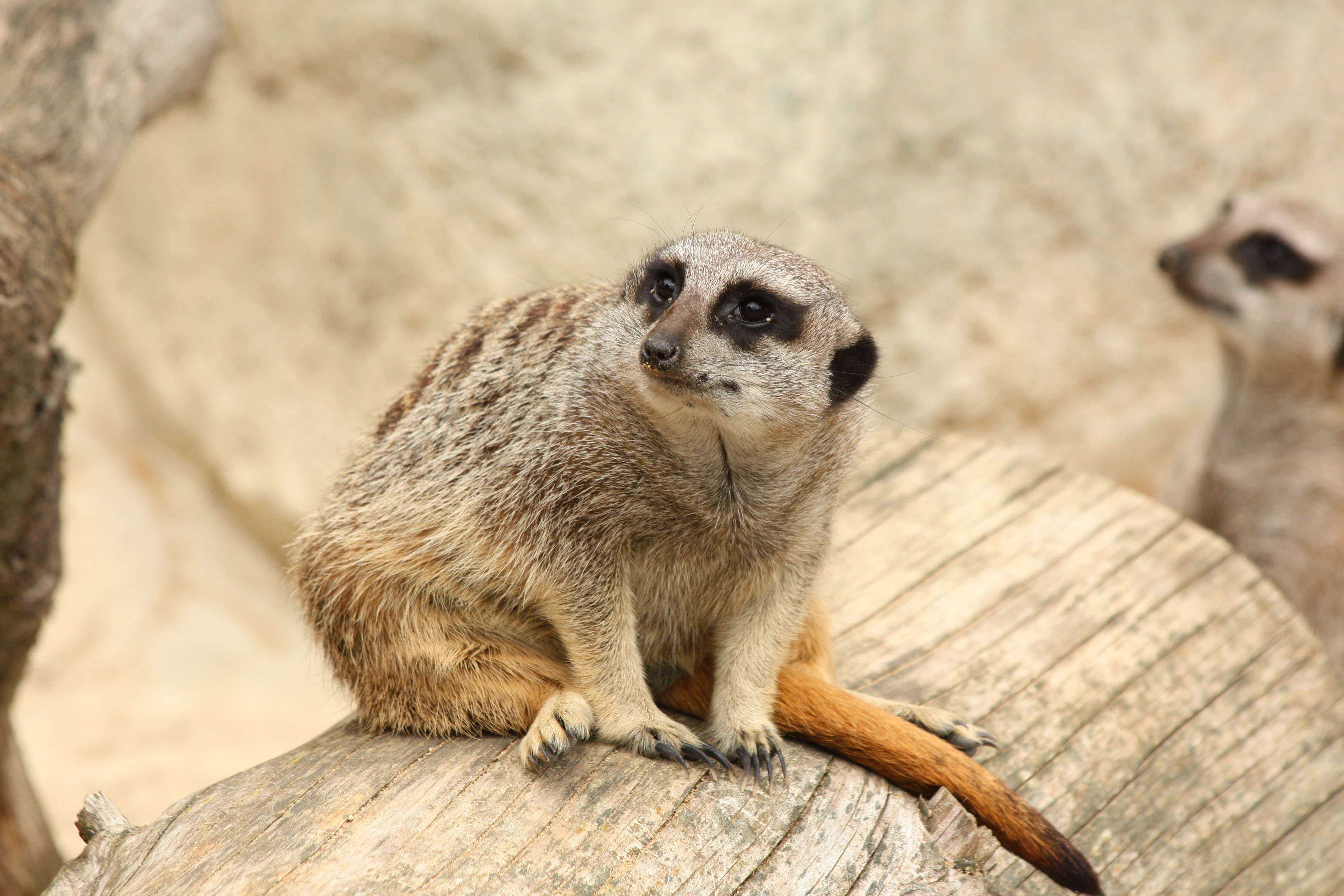 Fonds d'cran Animaux Mangoustes 