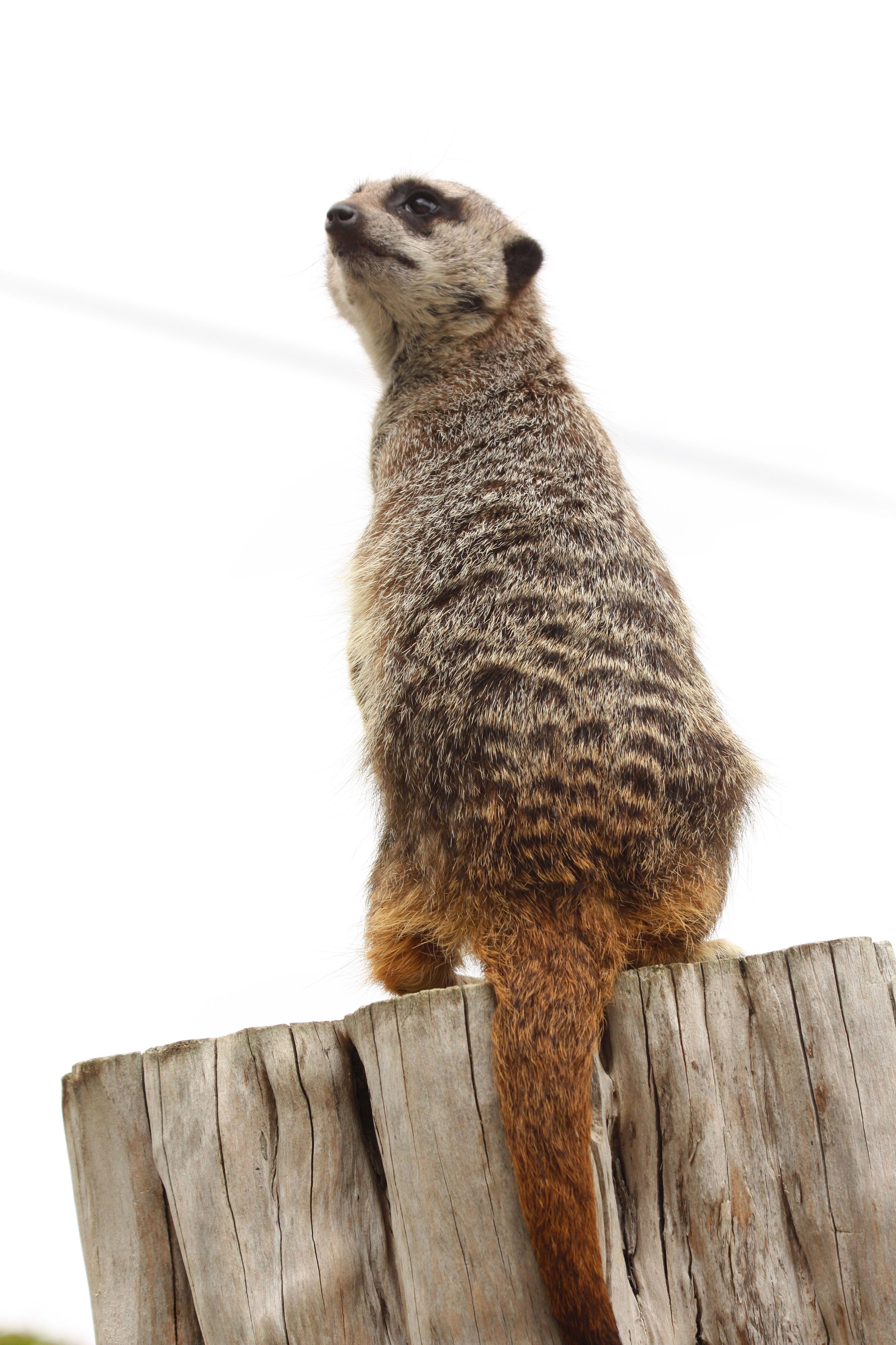 Wallpapers Animals Mongoose 