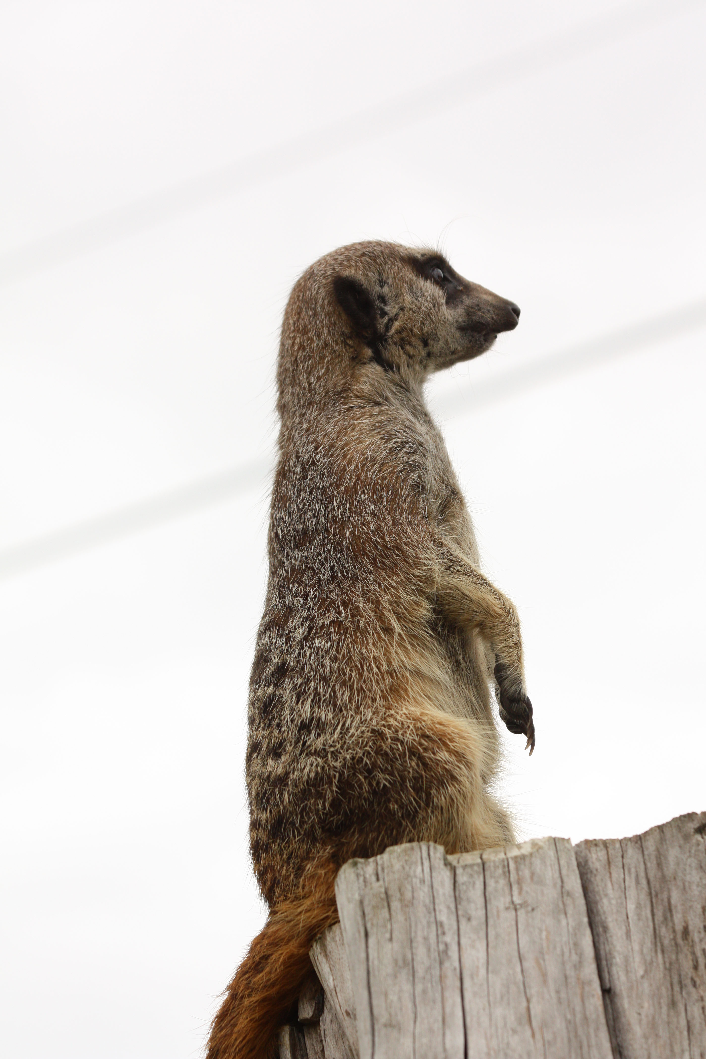 Fonds d'cran Animaux Mangoustes 