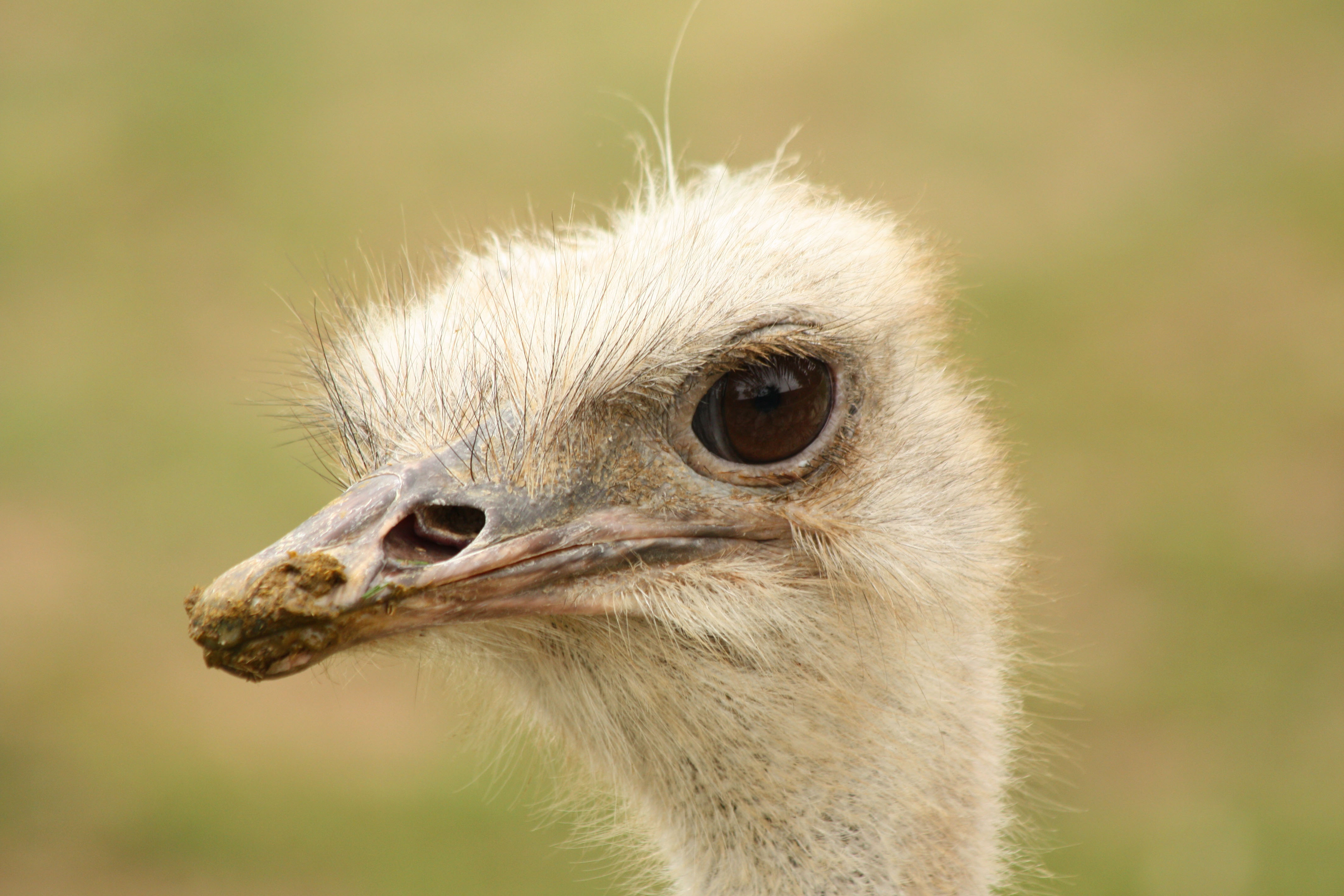 Wallpapers Animals Birds - Ostriches and Emus 