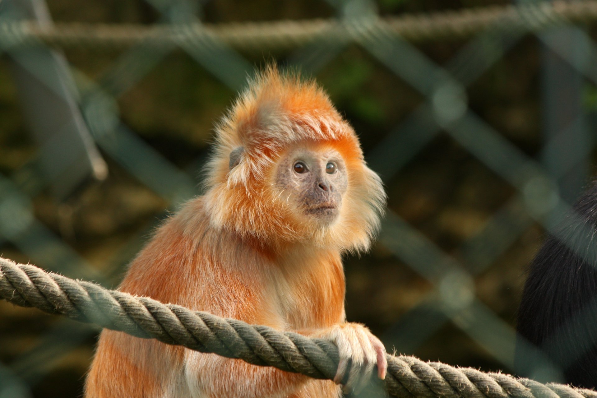 Fonds d'cran Animaux Singes 