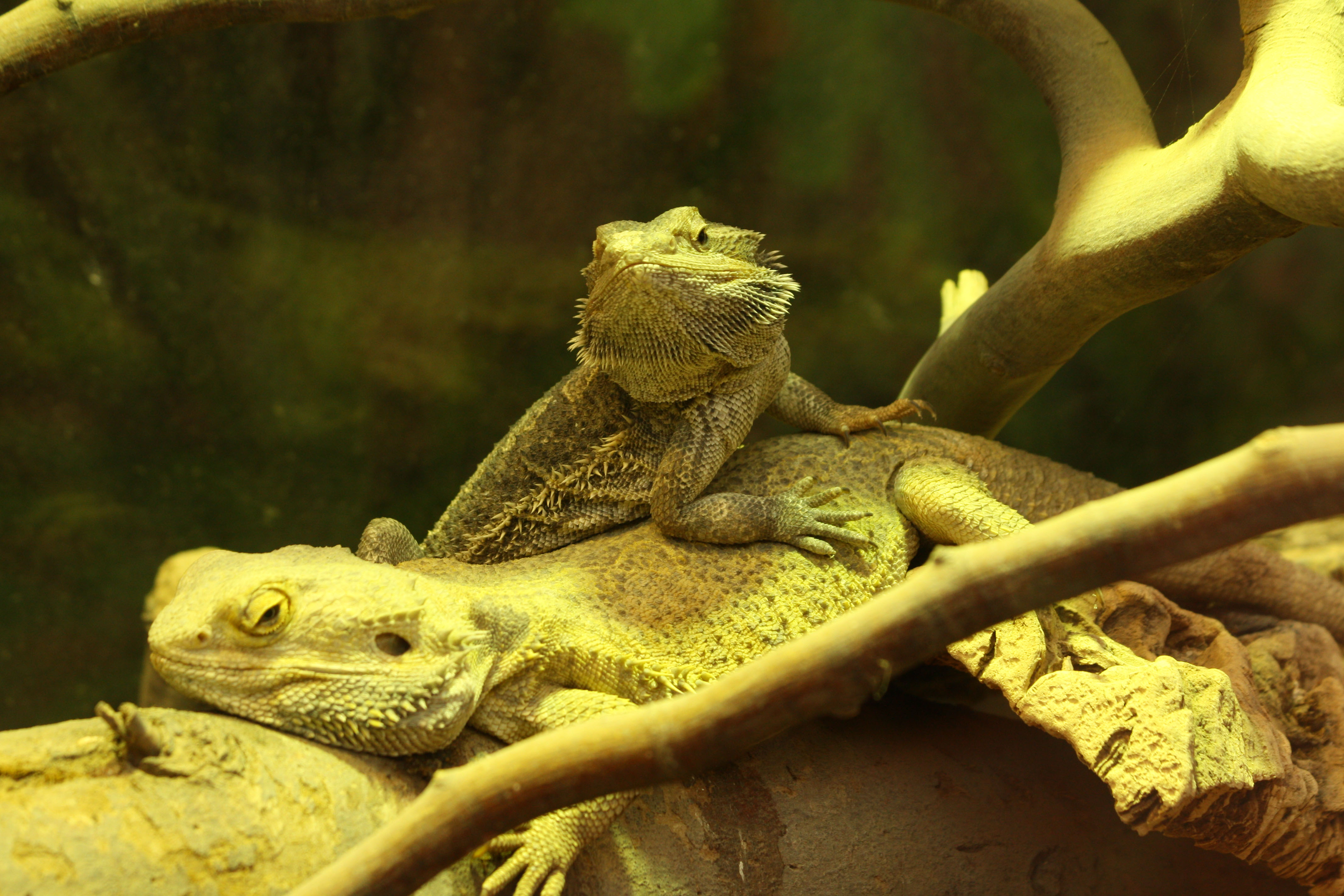 Fonds d'cran Animaux Lzards - Iguanes 