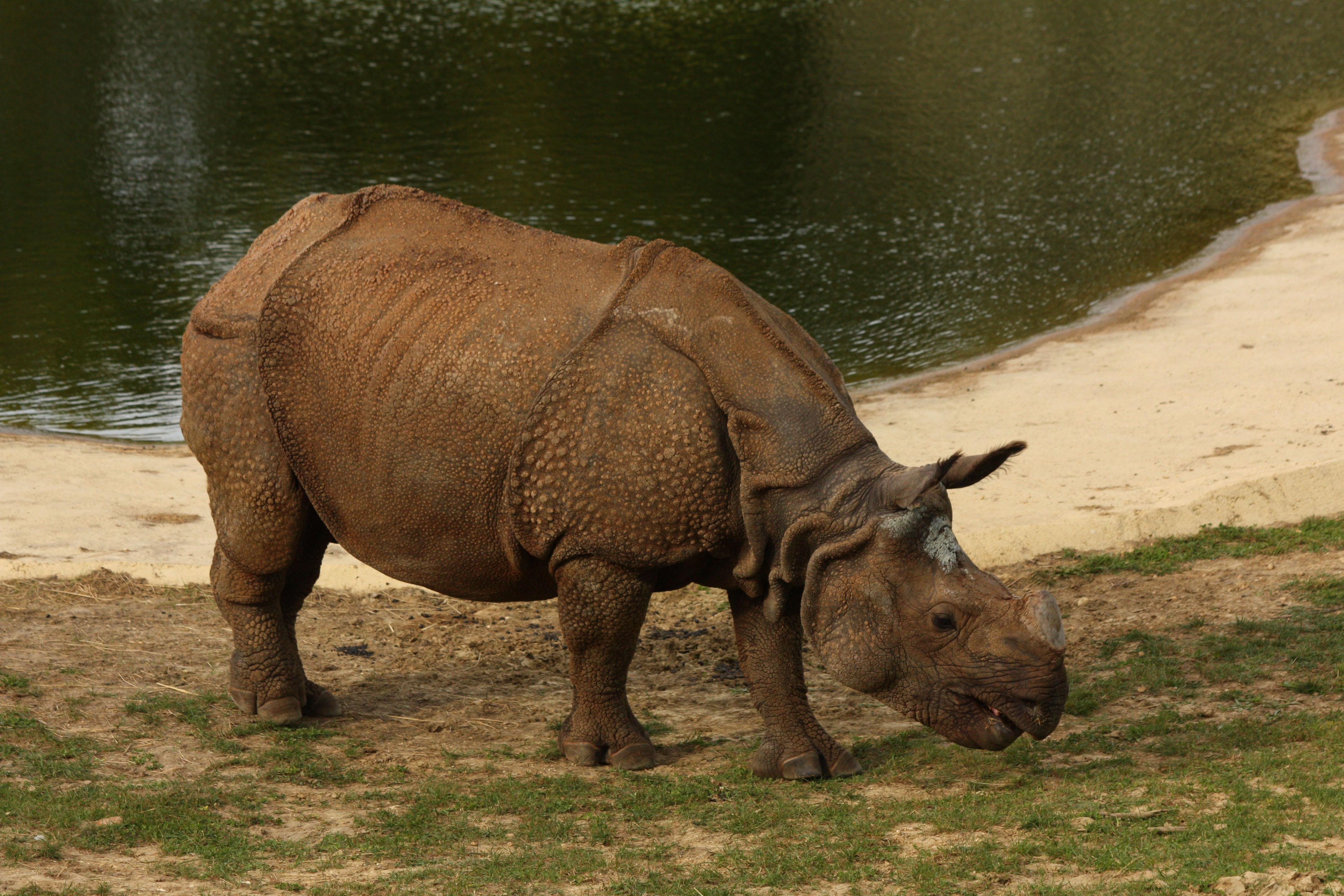 Fonds d'cran Animaux Rhinocros 